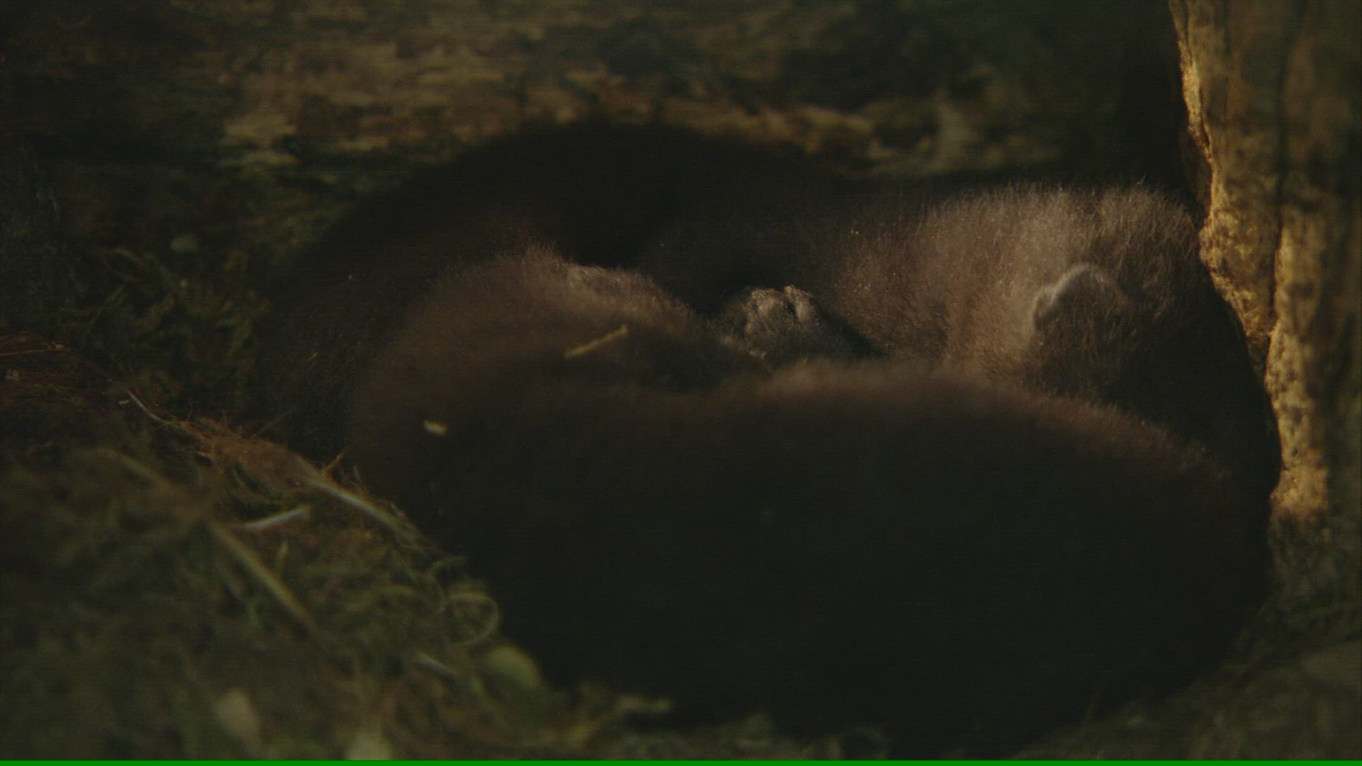 204187963 / European Mink / Rearing / Germany