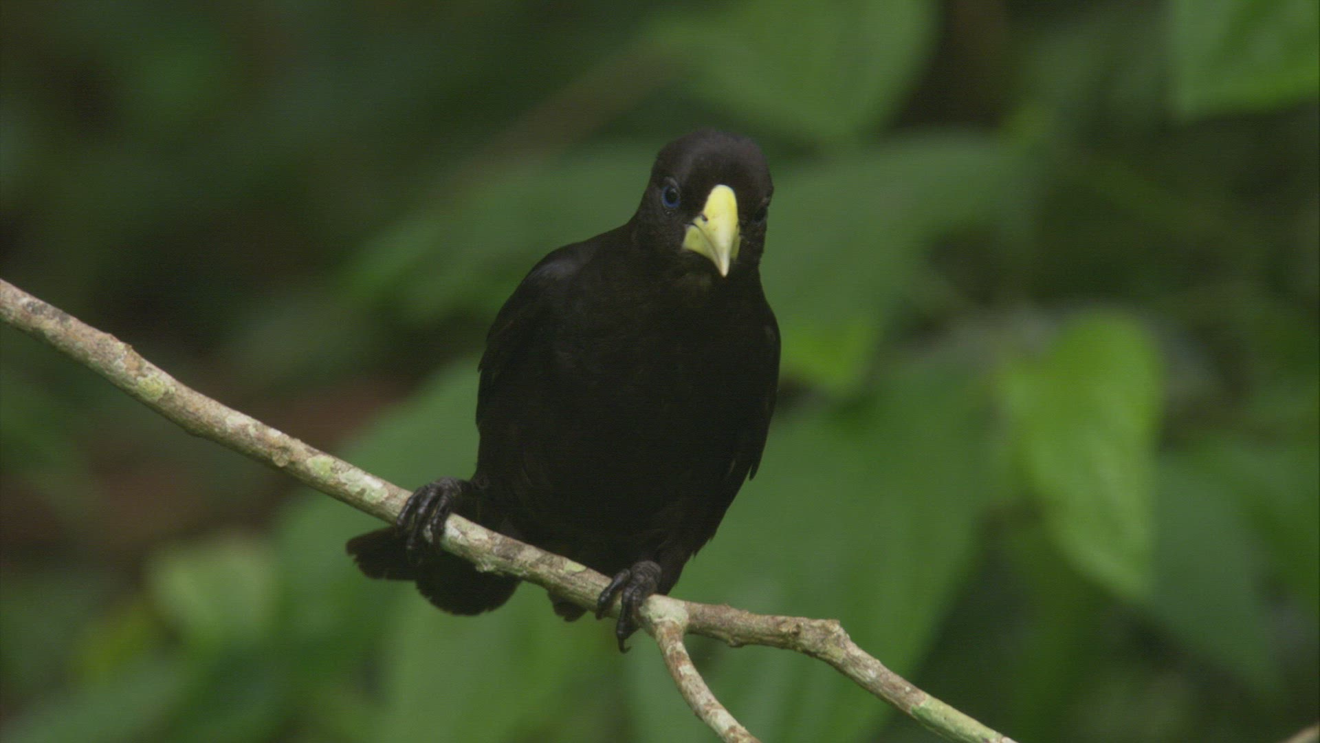 975154630 / Red-rumped Cacique / South America