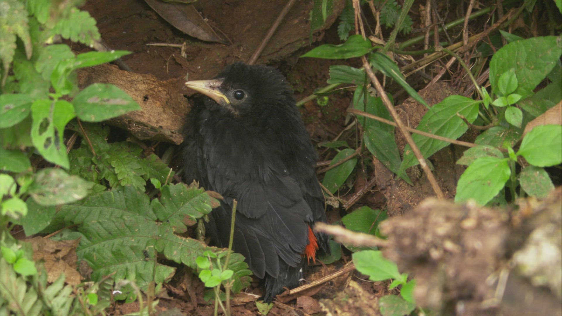 602781902 / Red-rumped Cacique / South America