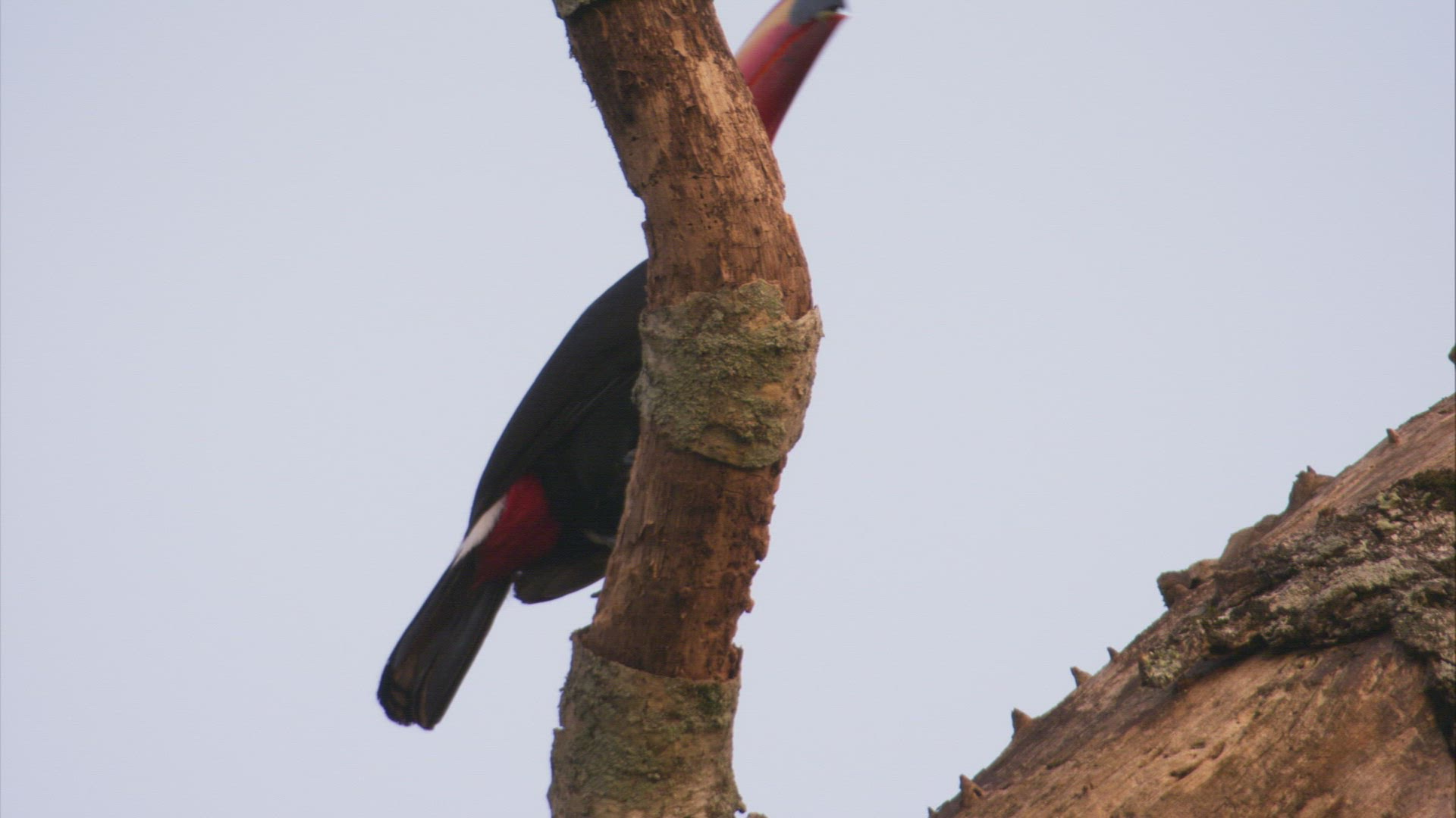722112694 / Toucan toco / South America