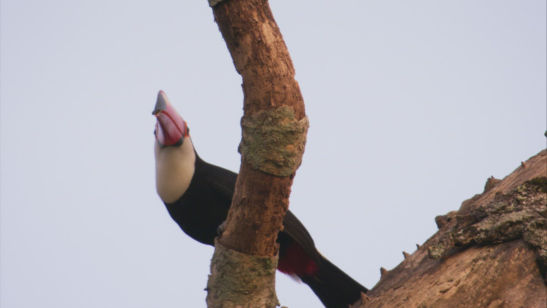 532179140 / Toucan toco / South America