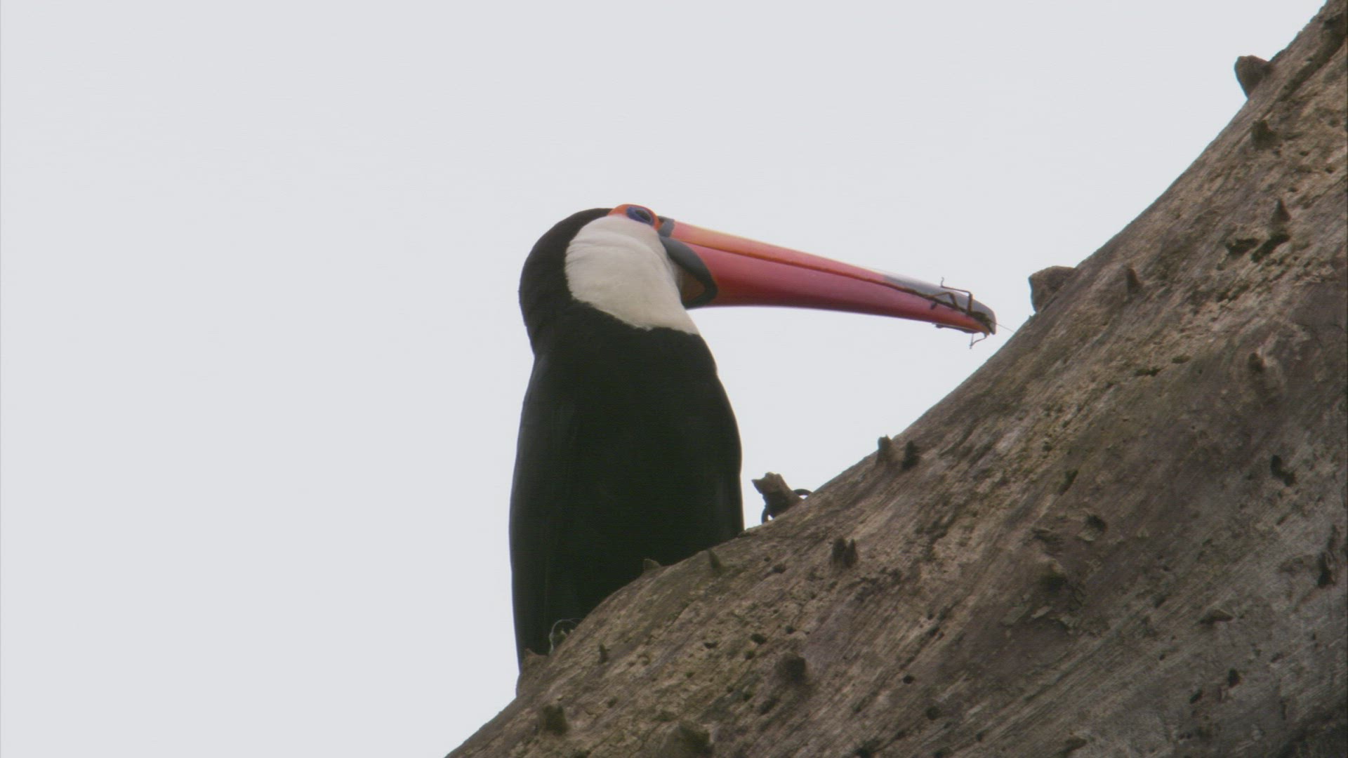148067454 / Toucan toco / South America
