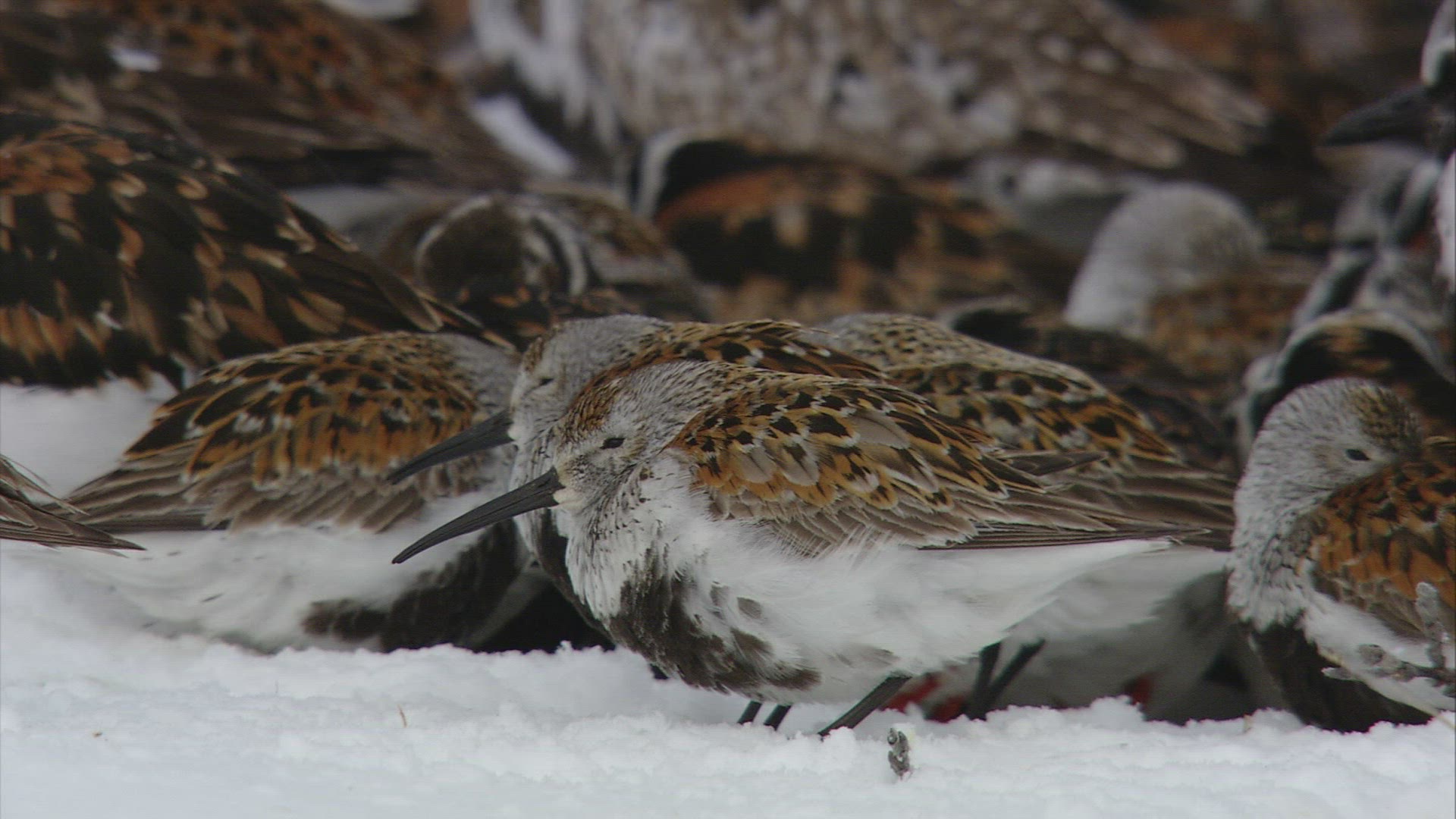 137749499 / Wading and Sea Gull Birds / Resting / Arctic