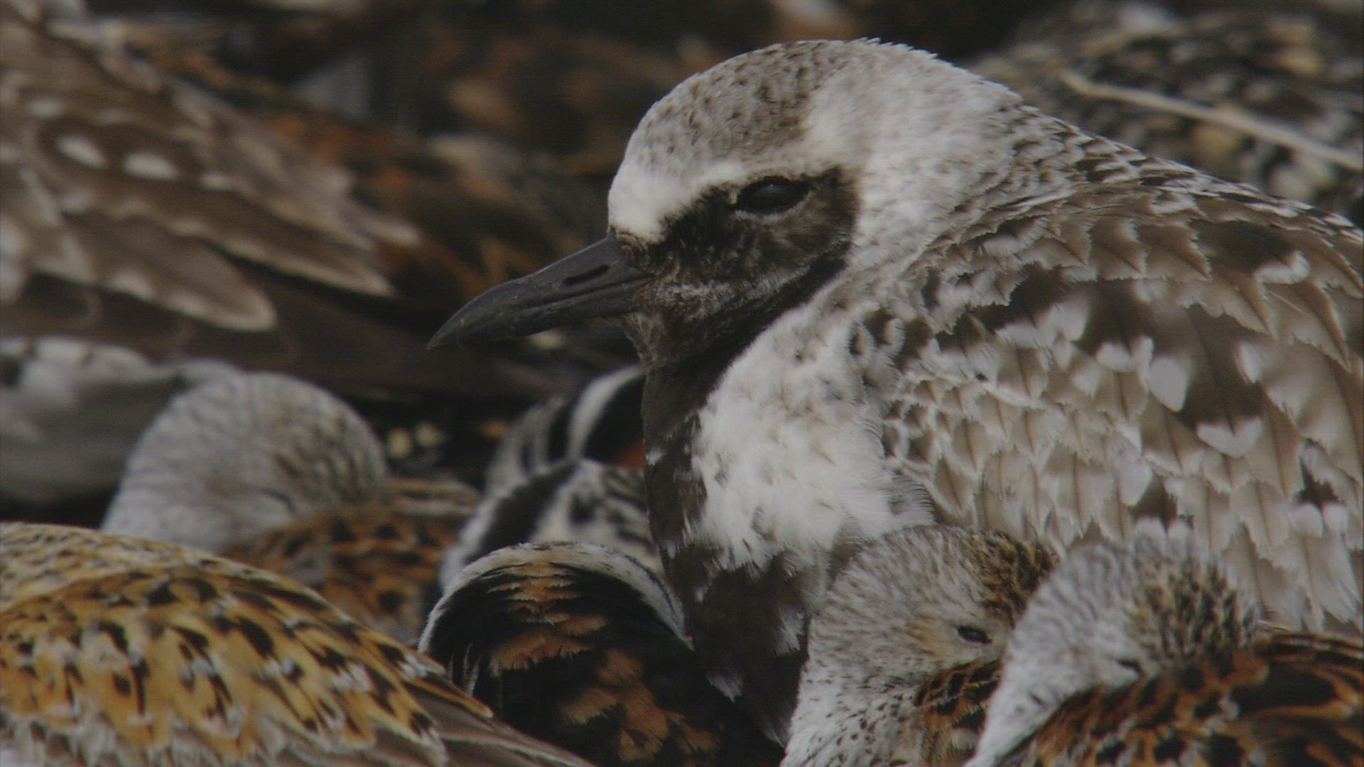 855985681 / Wading and Sea Gull Birds / Resting / Arctic