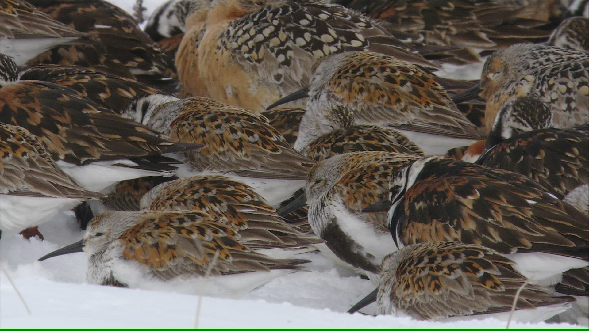 125528233 / Wading and Sea Gull Birds / Resting / Arctic