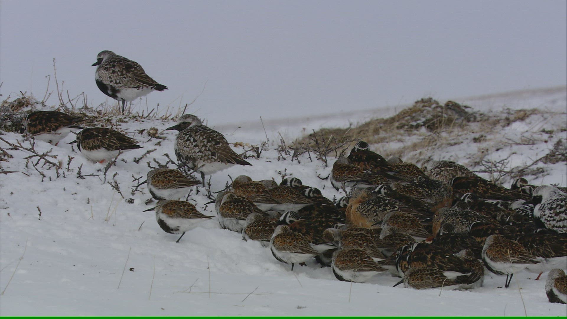938154874 / Wading and Sea Gull Birds / Resting / Arctic