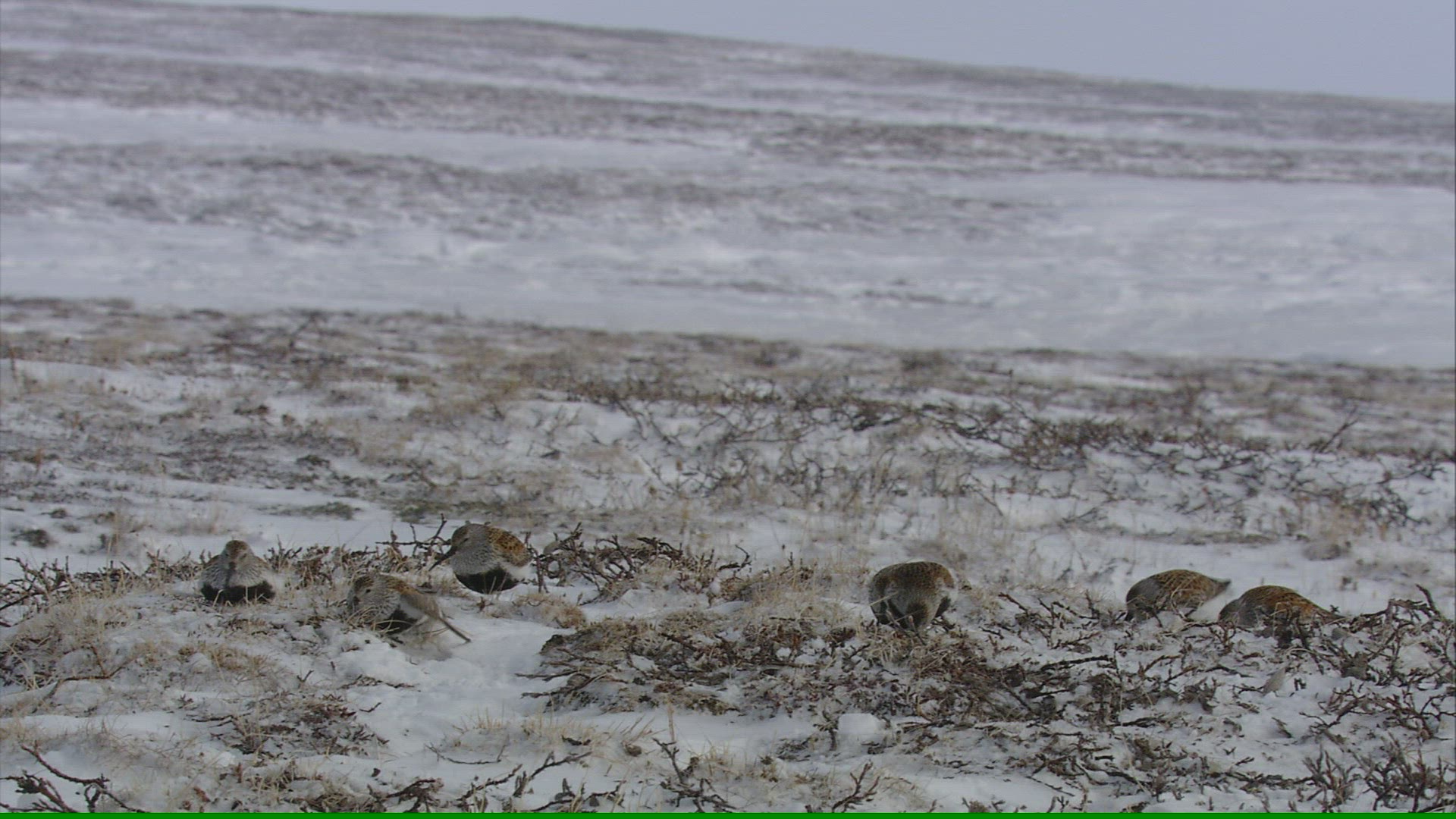 608155709 / Wading and Sea Gull Birds / Arctic