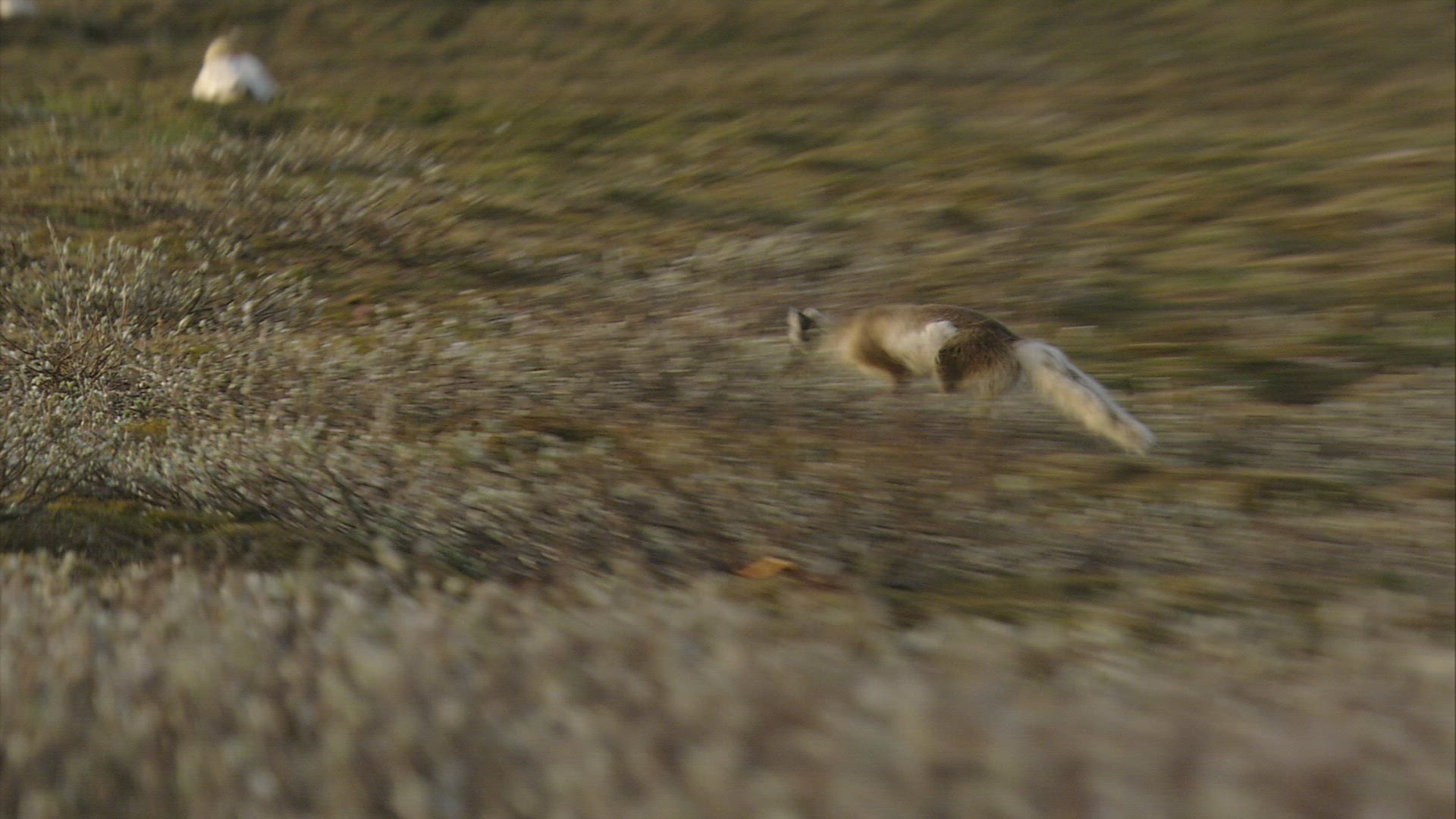114605220 / Arctic Fox / Foraging / Russia