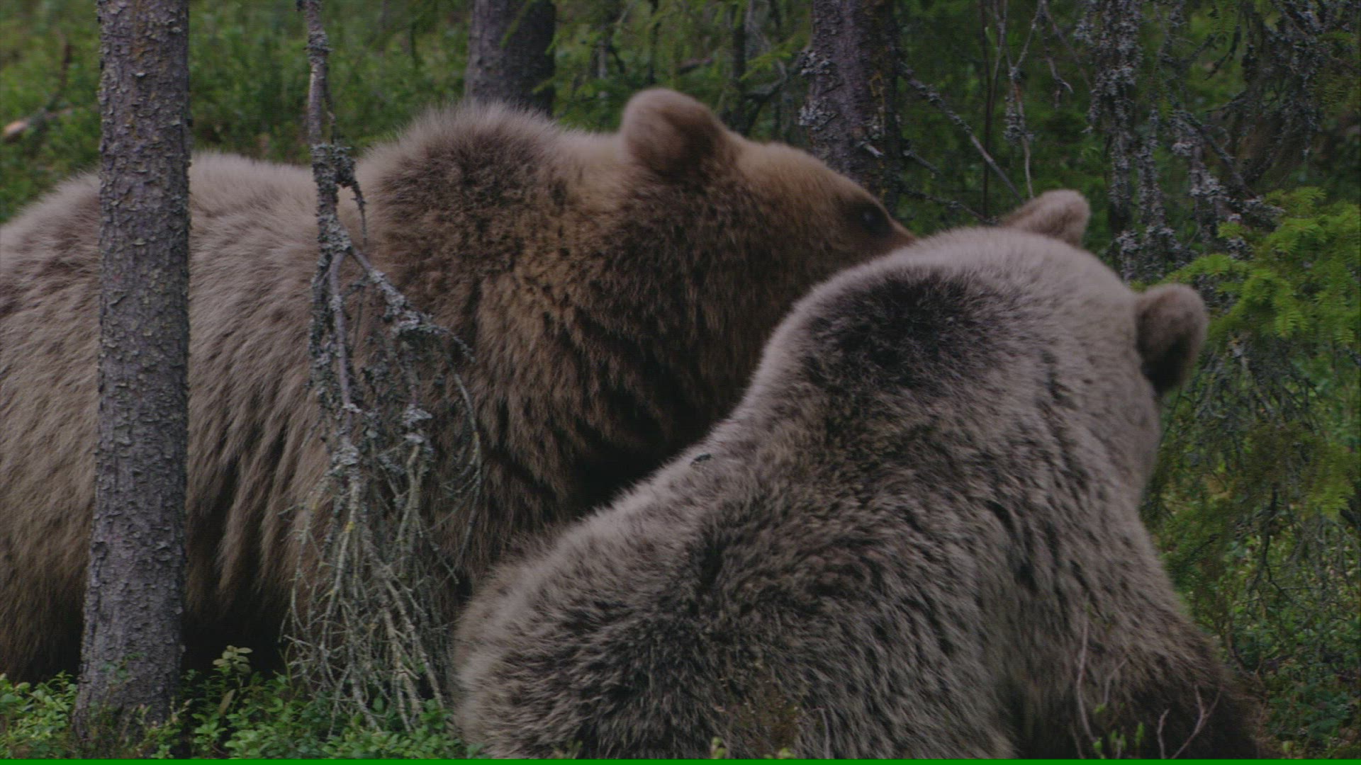 971997101 / Brown Bear / Forest / Finland