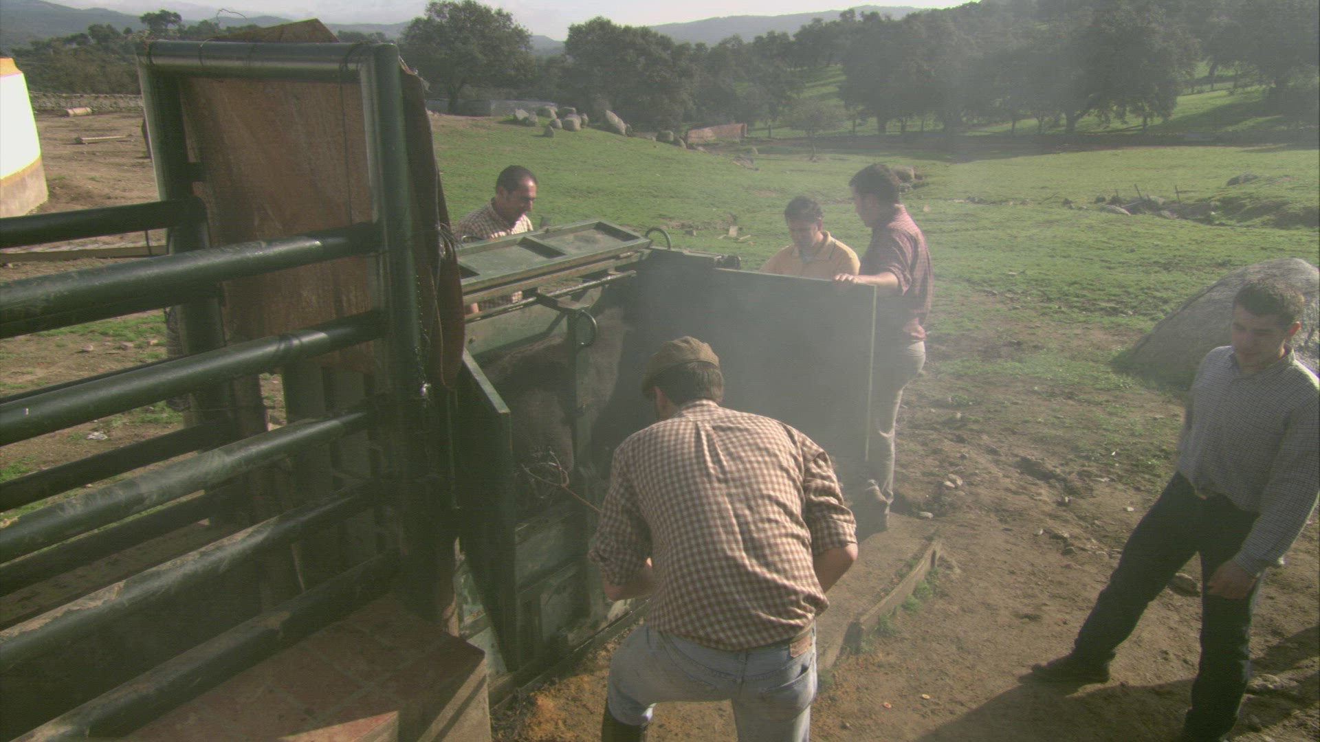 964269855 / Bull / Branding / Andalusia / Spain