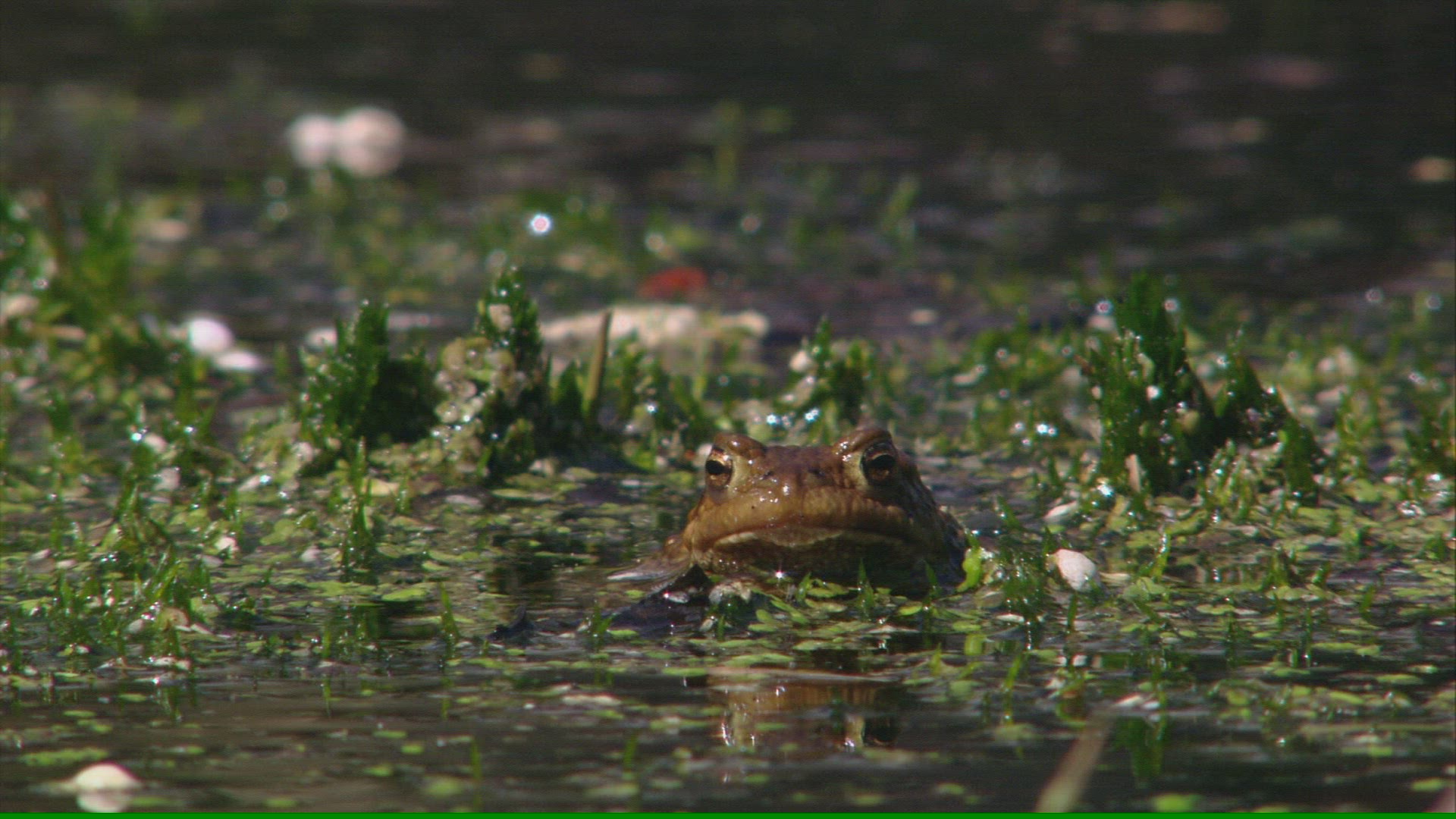 462577355 / Moor Frog / Russia