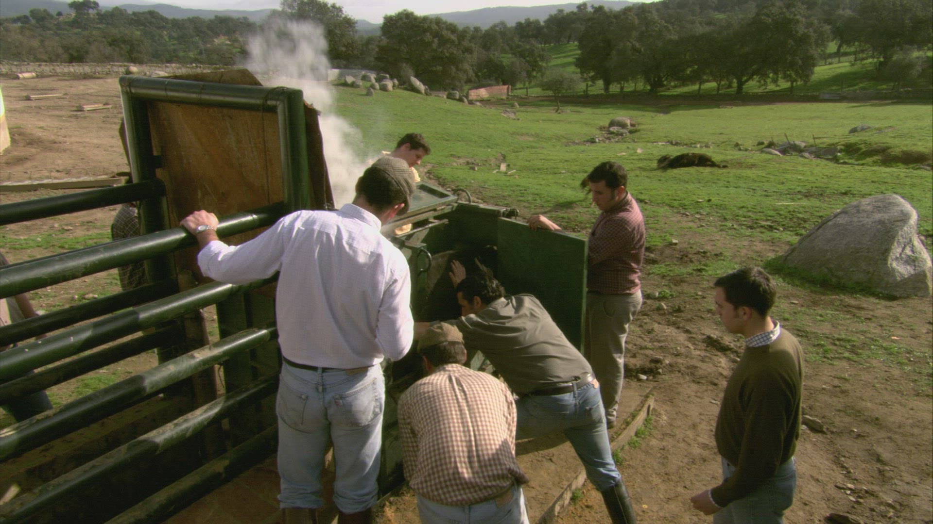 252486562 / Bull / Branding / Andalusia / Spain