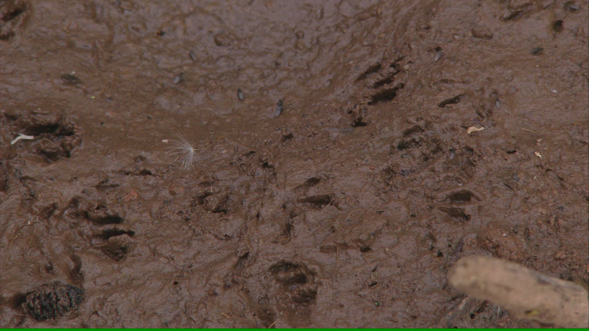 255404375 / Desmana / Russia