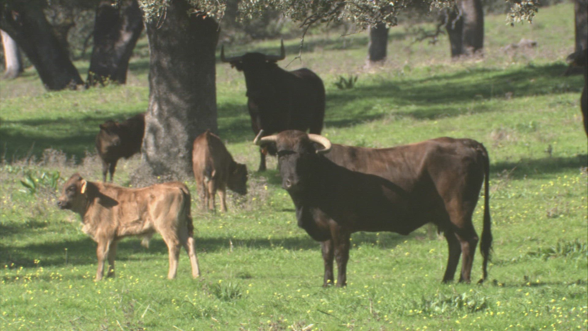 793437294 / Bull / Day / Andalusia / Spain