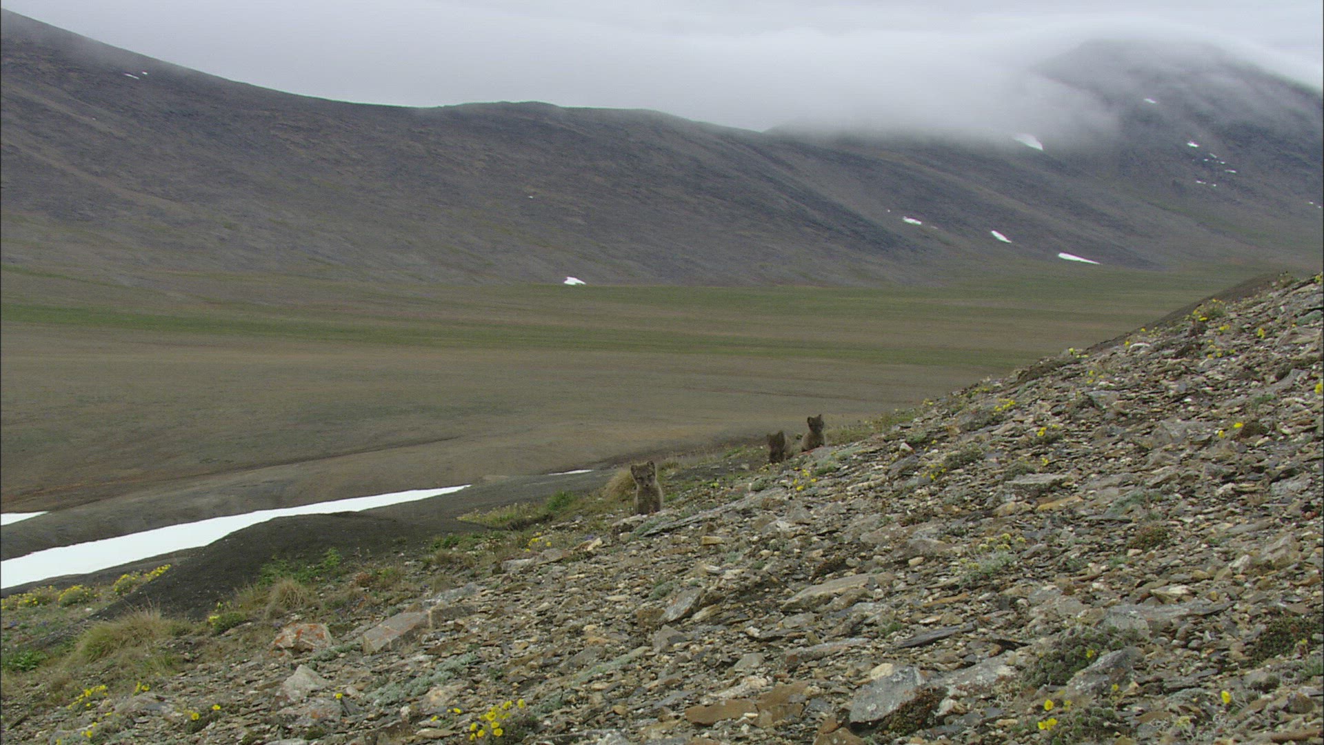 948193620 / Arctic Fox / Offspring / Arctic