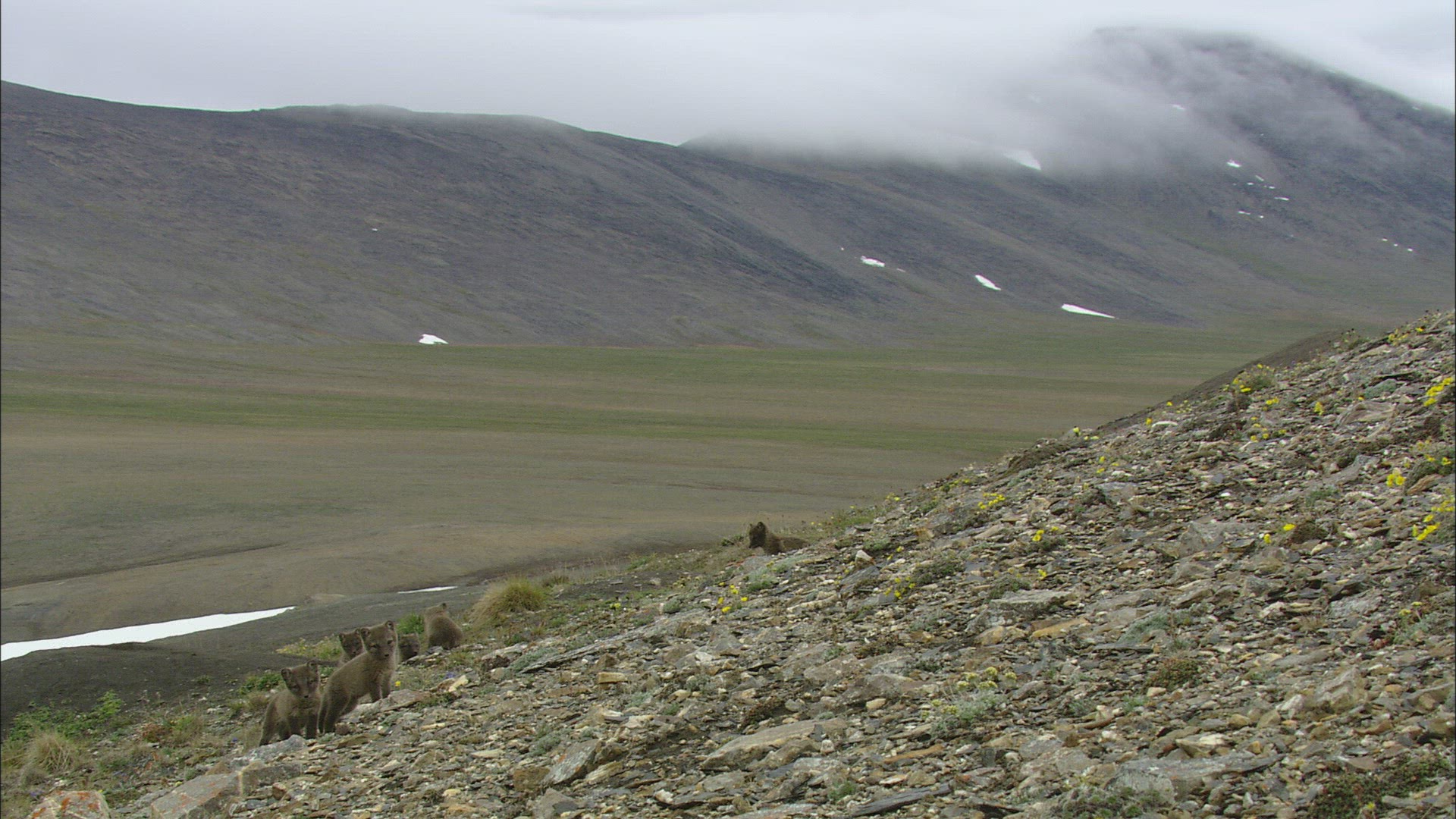 287469007 / Arctic Fox / Offspring / Arctic