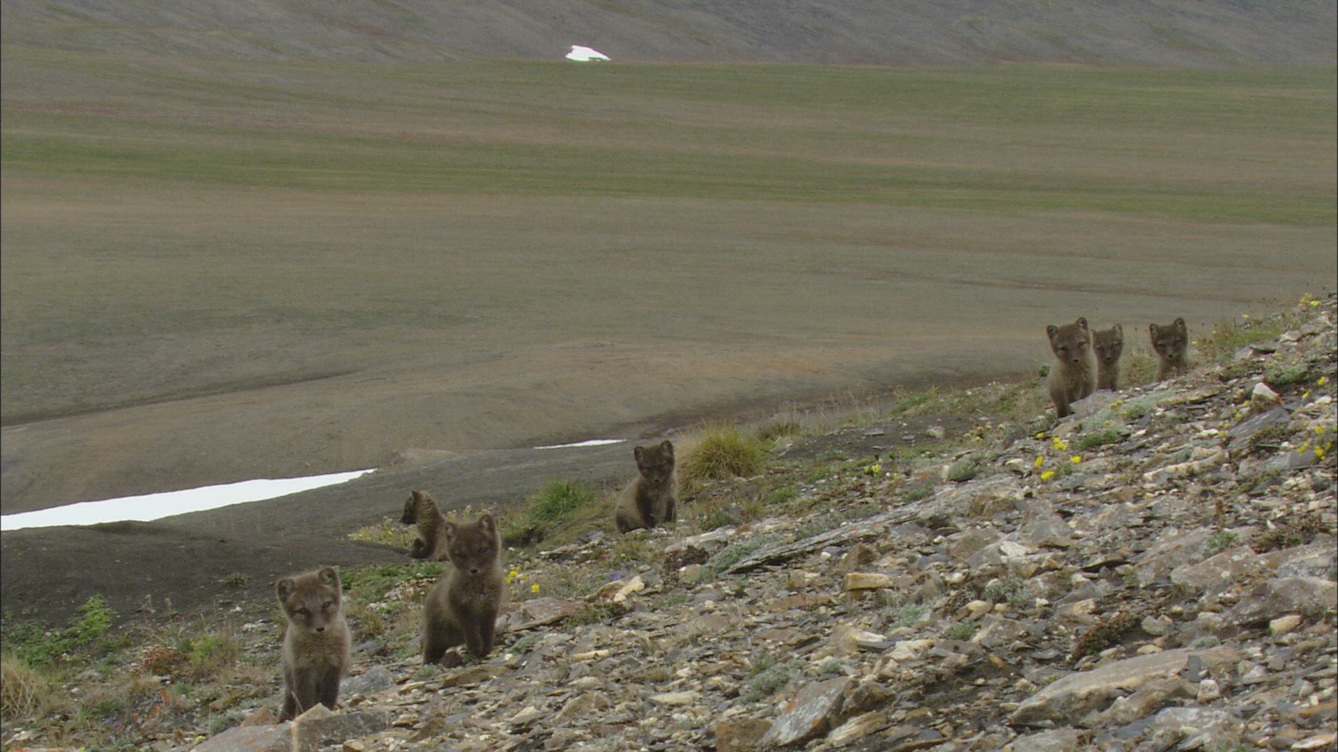 862497024 / Arctic Fox / Offspring / Arctic