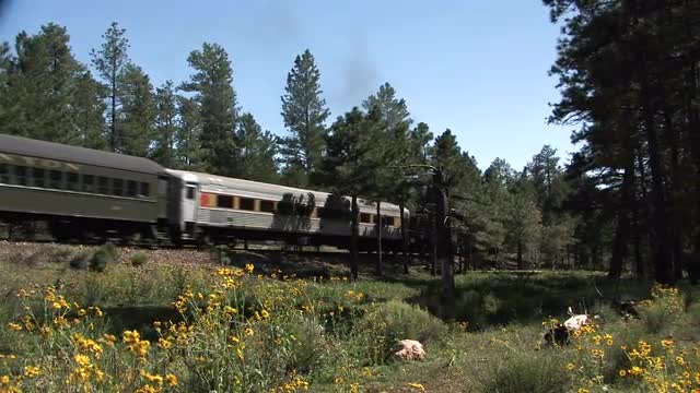 A steam train barrels through a forest scene.