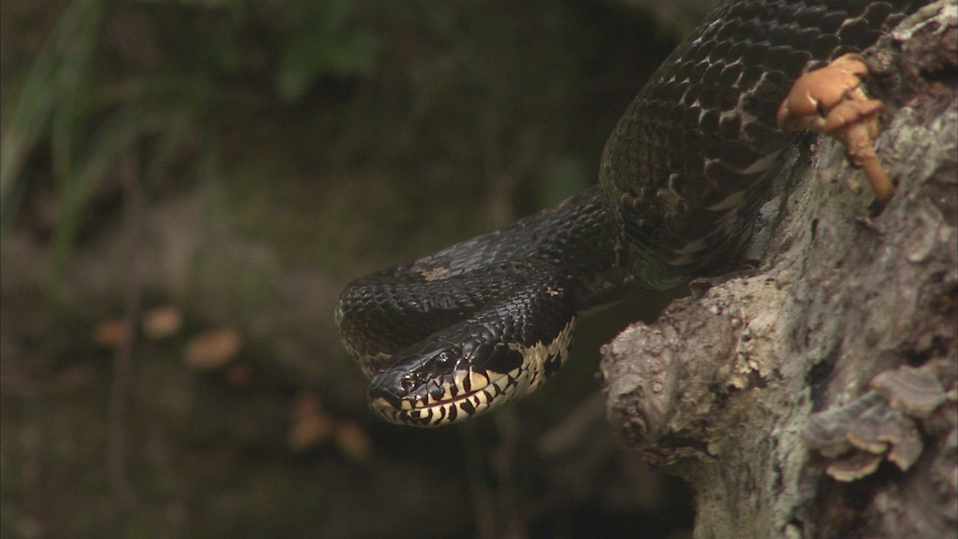 786210860 / Asp / Primorsky Krai / Russia