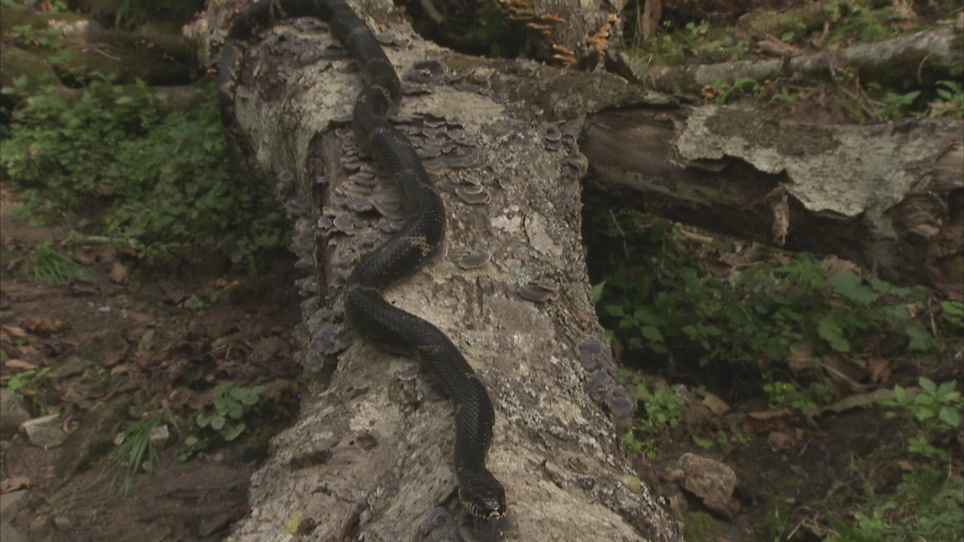 291504469 / Asp / Primorsky Krai / Russia