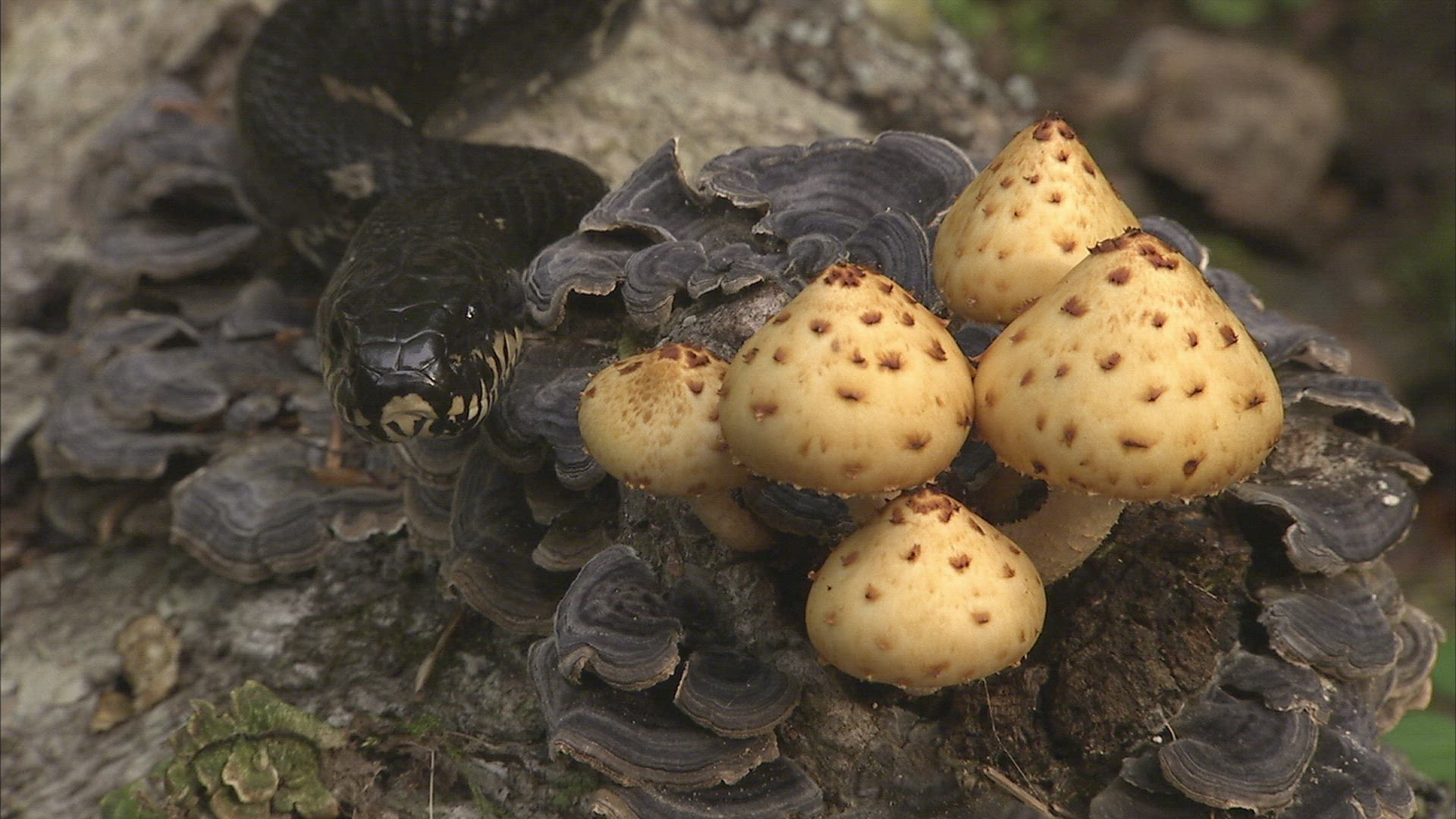 954936330 / Asp / Primorsky Krai / Russia