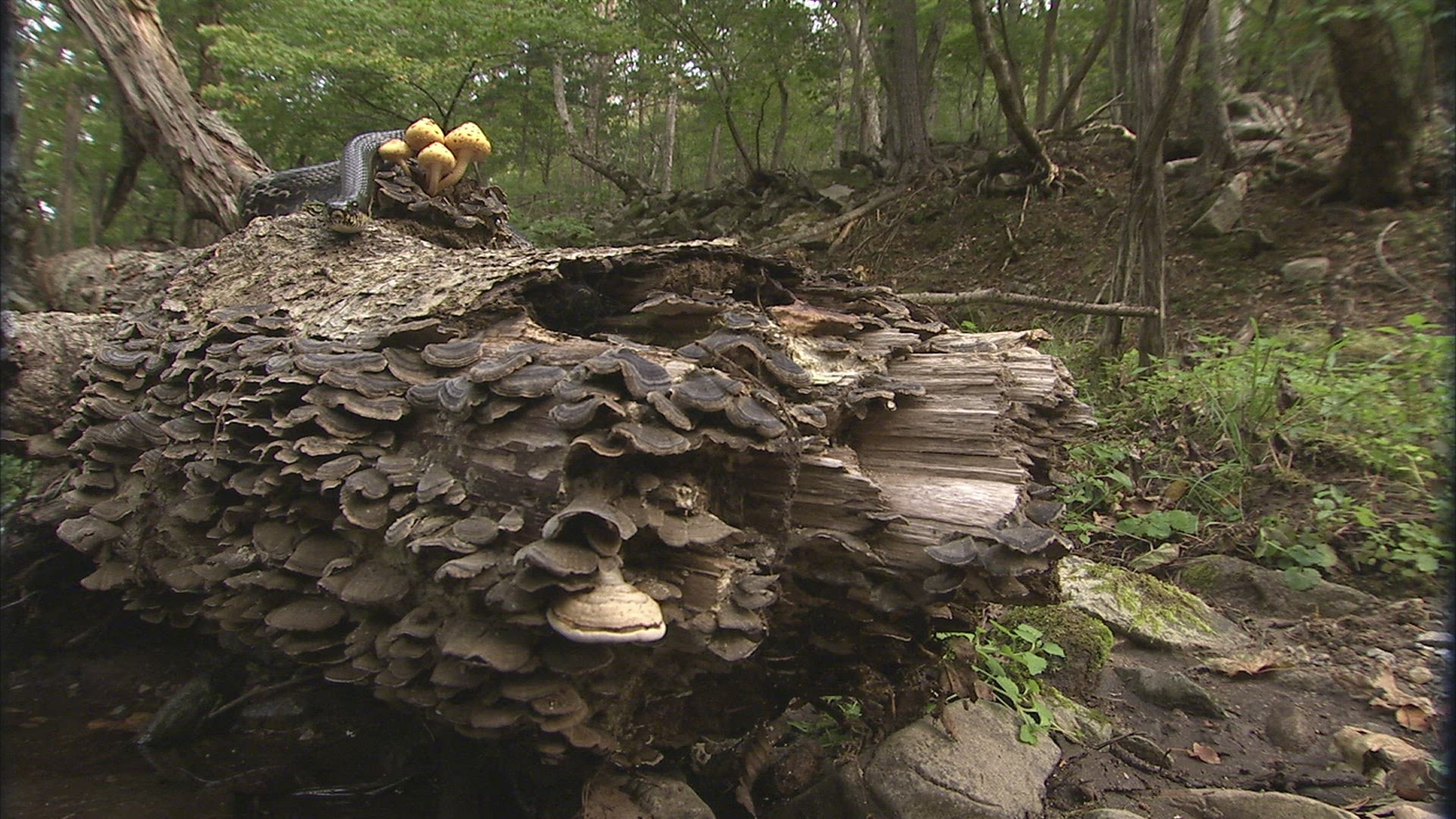 713533149 / Asp / Primorsky Krai / Russia