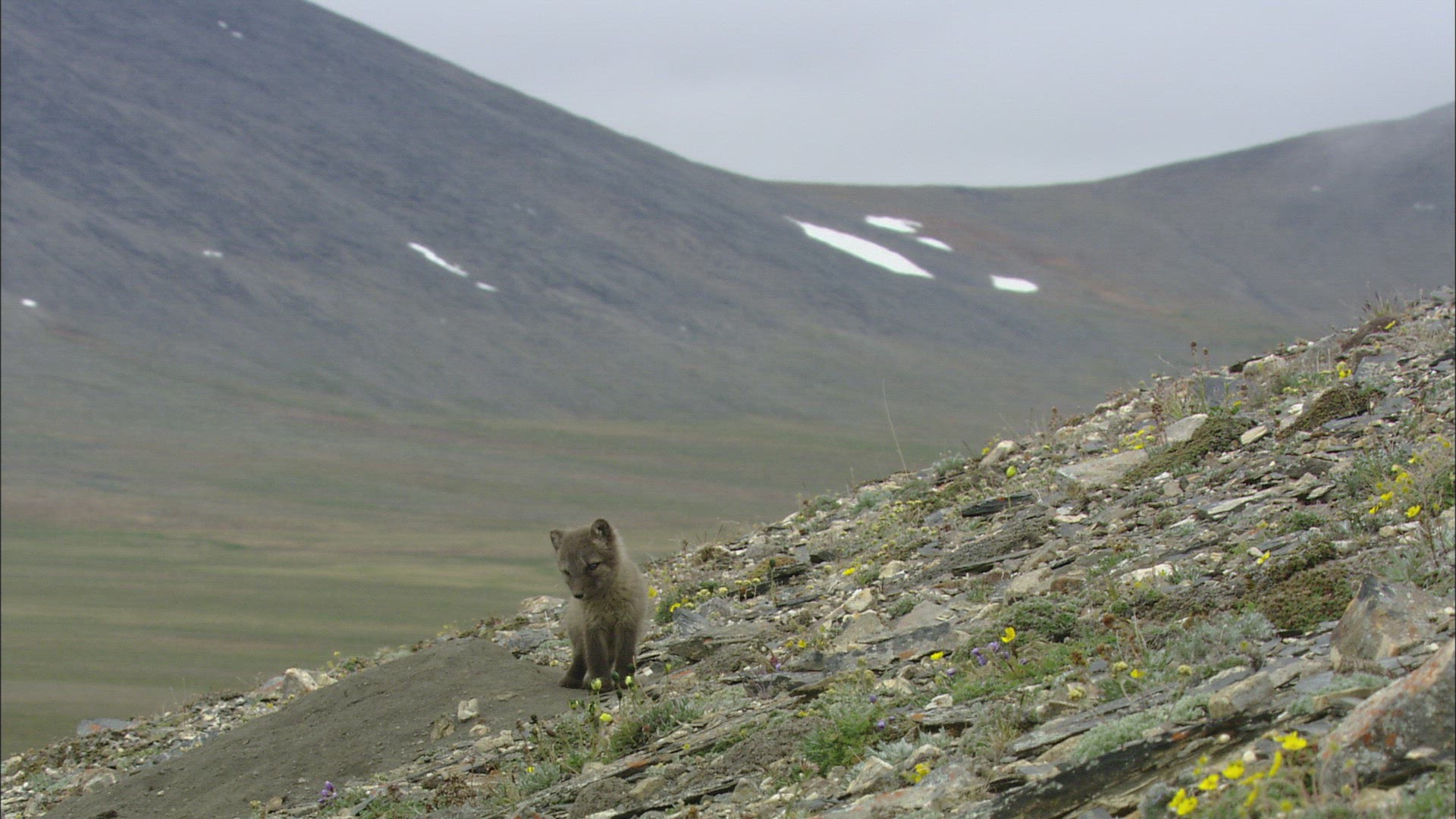 367435247 / Arctic Fox / Barking / Offspring / Arctic