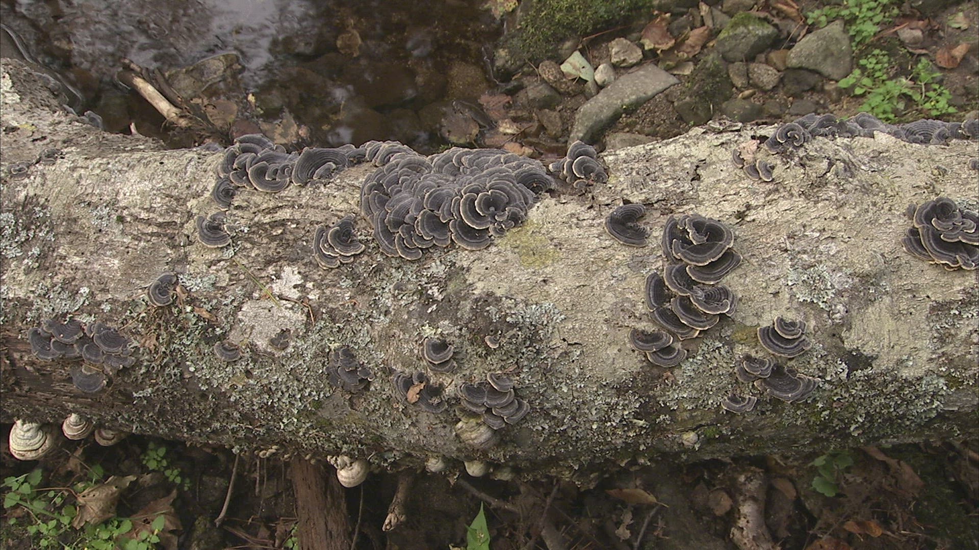 881365771 / Asp / Primorsky Krai / Russia