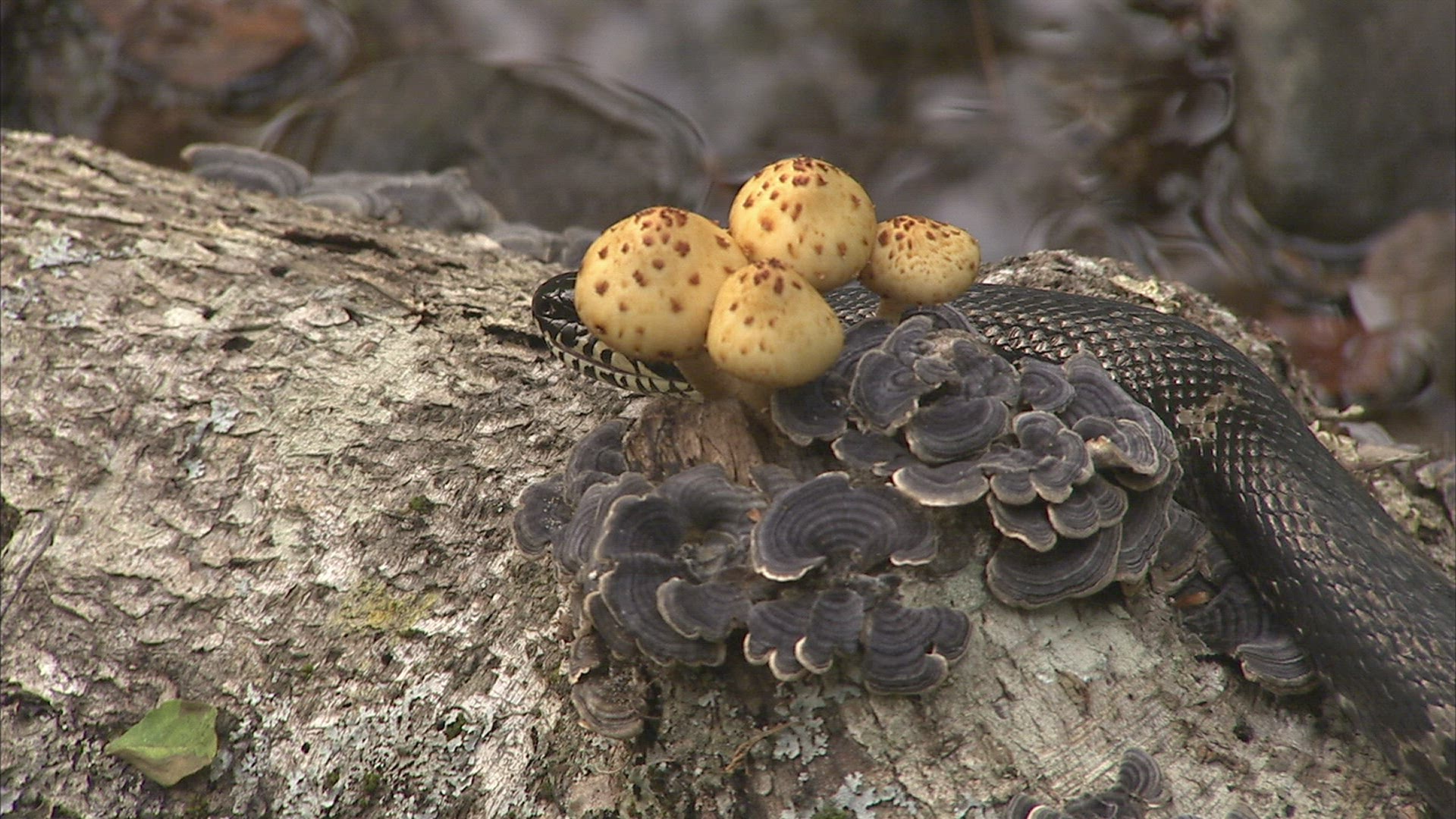 288025882 / Asp / Primorsky Krai / Russia