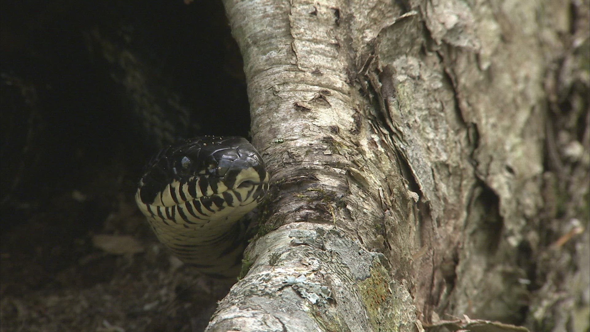 780079955 / Asp / Primorsky Krai / Russia