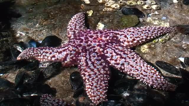 Beautiful purple starfish in a tide pool.