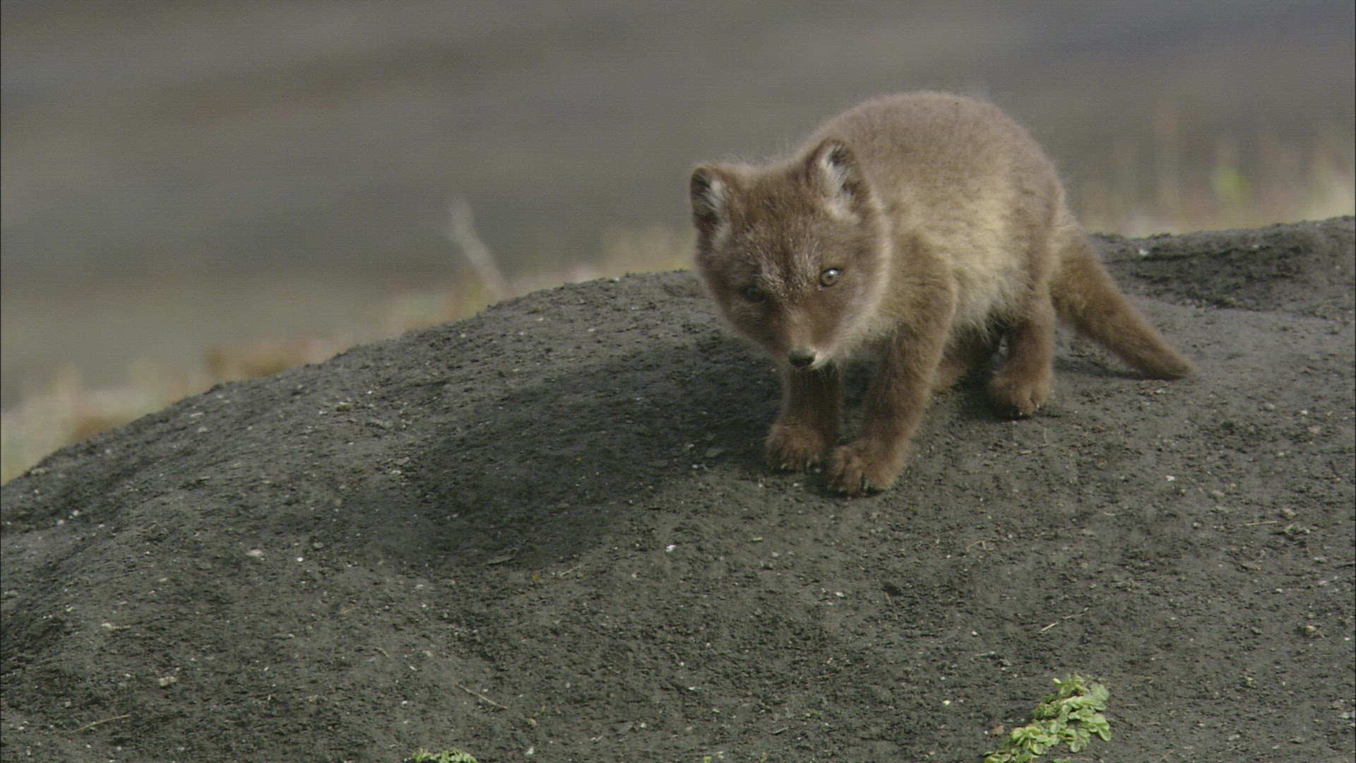 256185582 / Arctic Fox / Offspring / Arctic