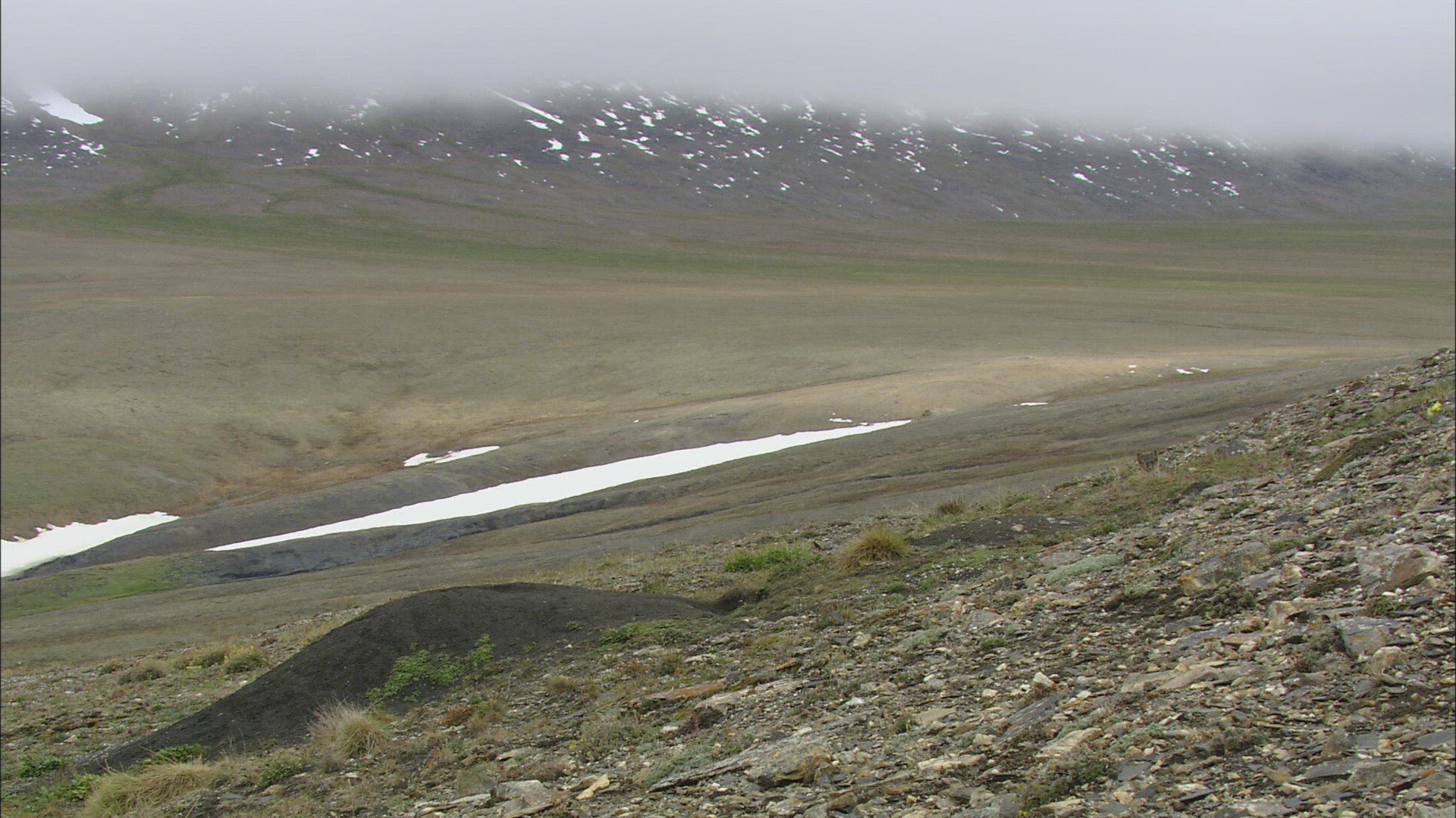 321011389 / Arctic Fox / Fox's Den / Offspring / Arctic
