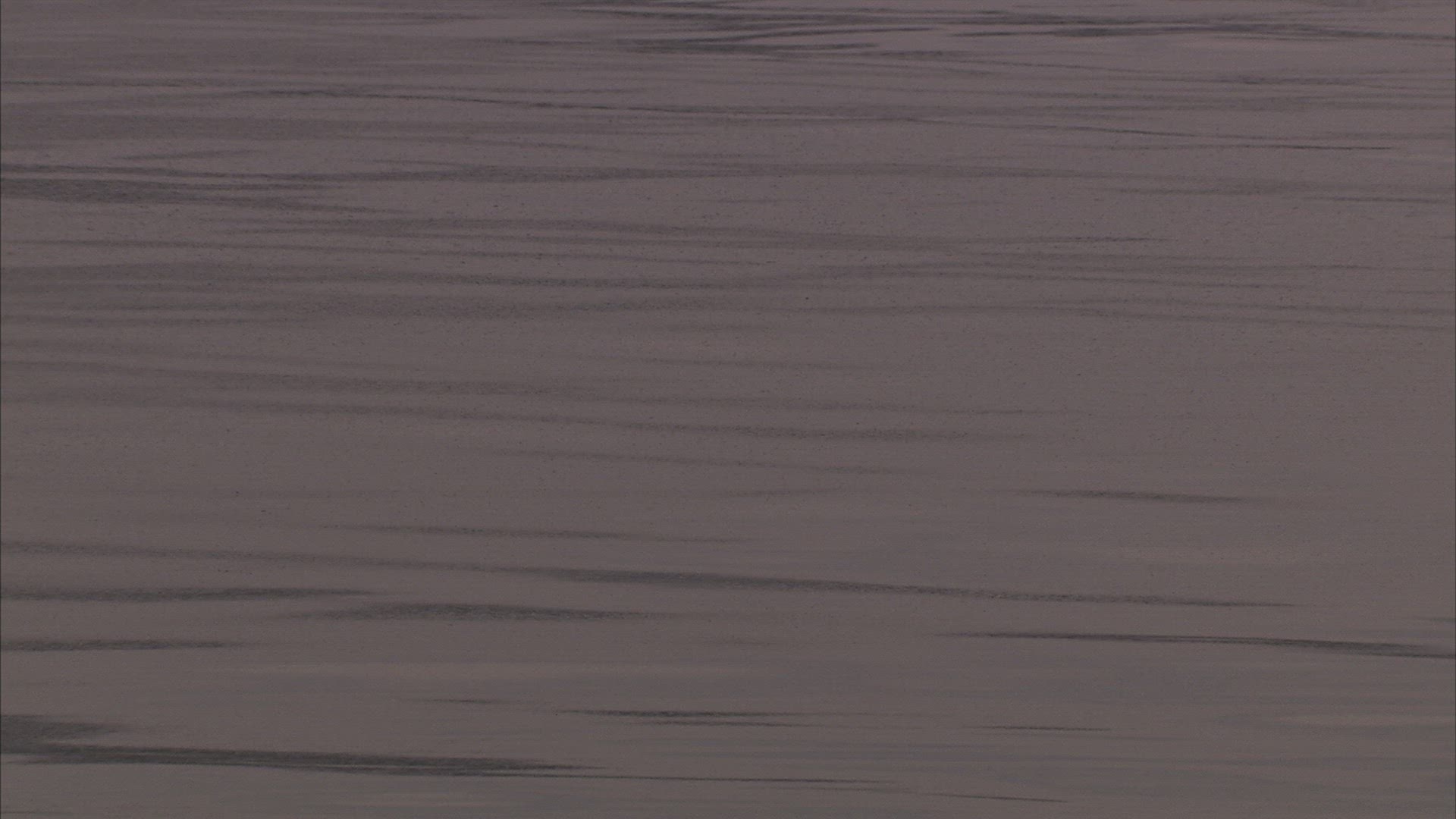 459260856 / Water Bird / Japan Sea / Russia