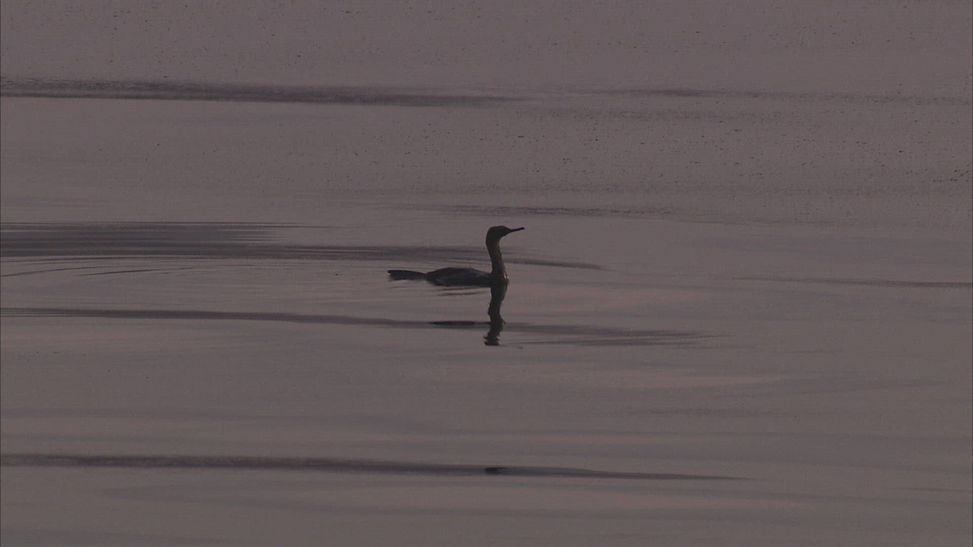 165269479 / Water Bird / Japan Sea / Russia