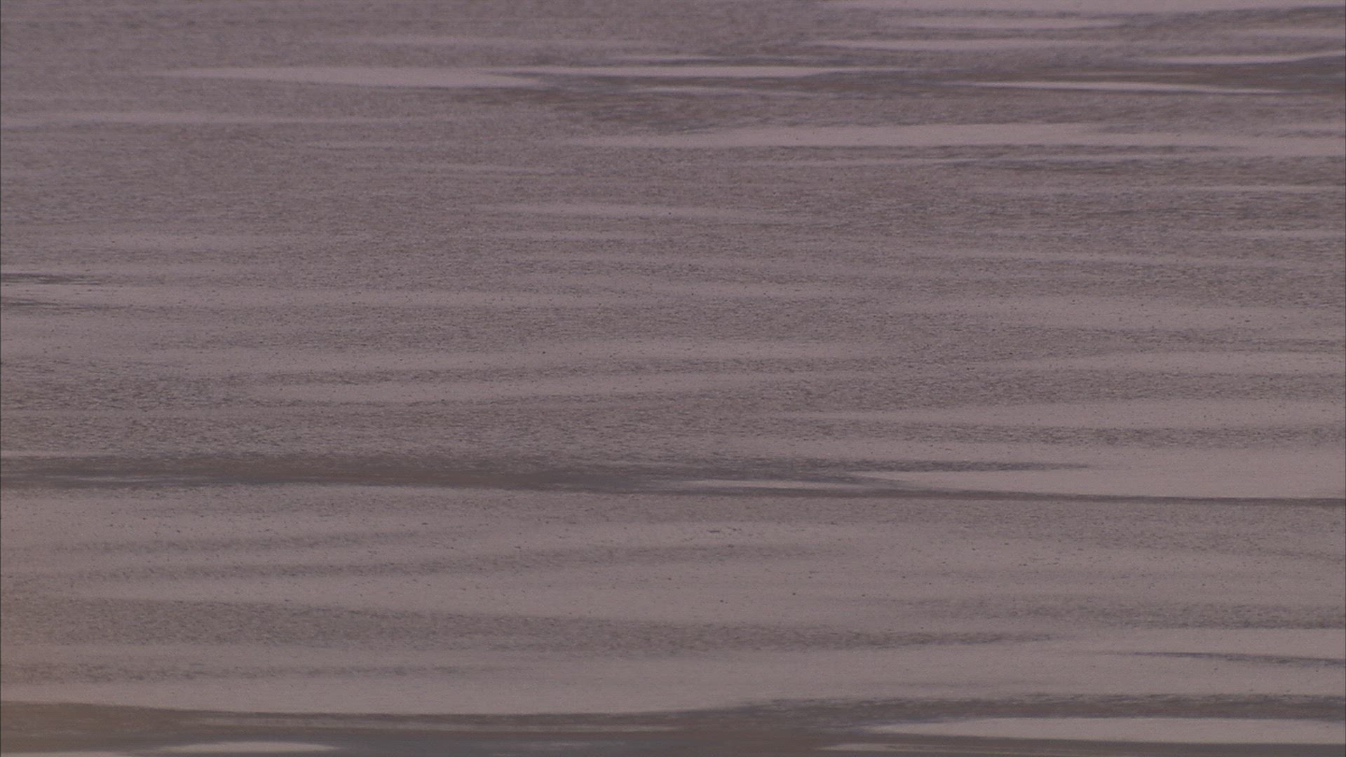 975652302 / Water Bird / Japan Sea / Russia