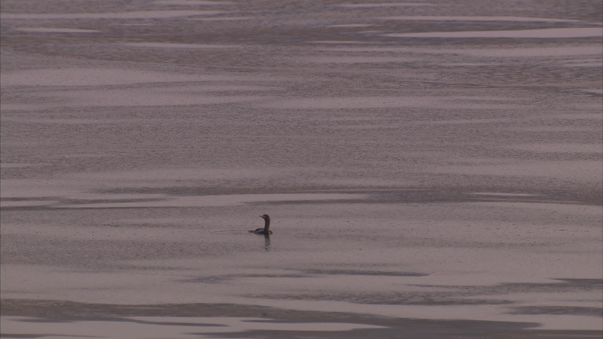 536728716 / Water Bird / Japan Sea / Russia