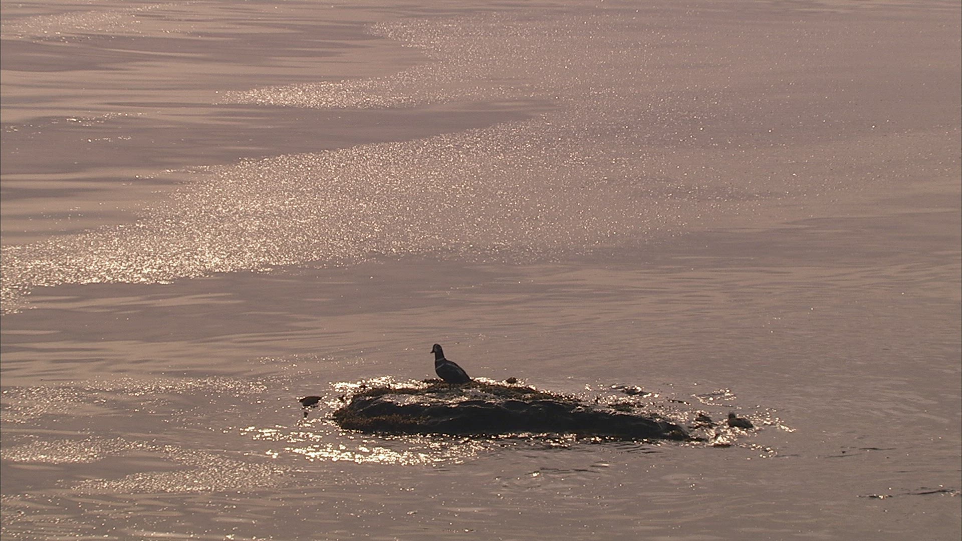 616342692 / Water Bird / Japan Sea / Russia