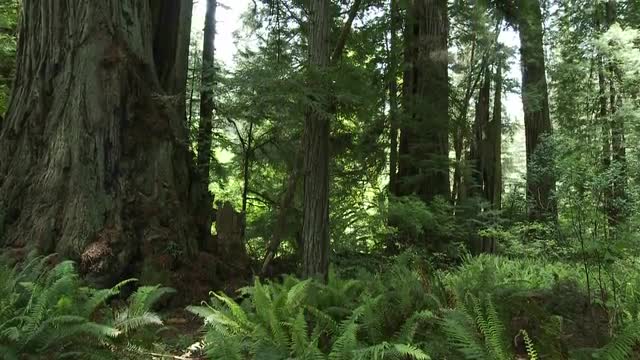 Light filters into the forest floor in the Redwood forests of California.