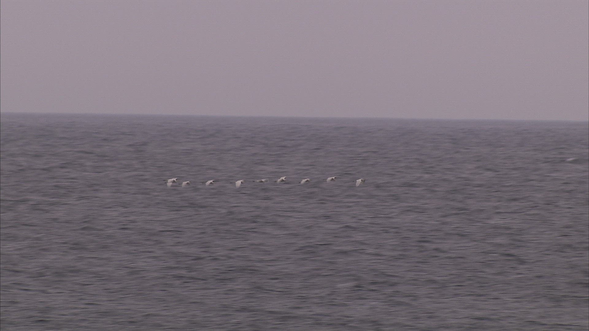 494231809 / Flock of Birds / Water Bird / Russia