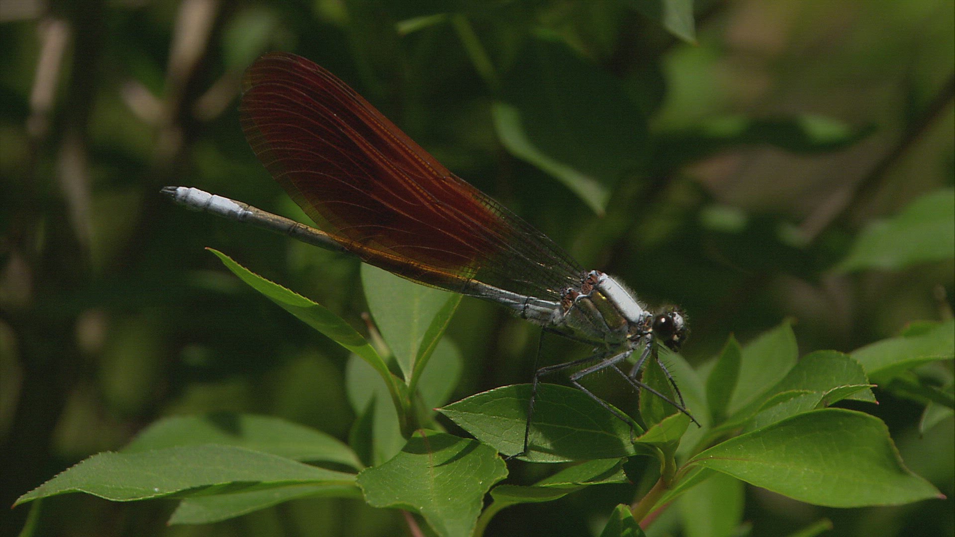 335450299 / Dragonfly / Japan