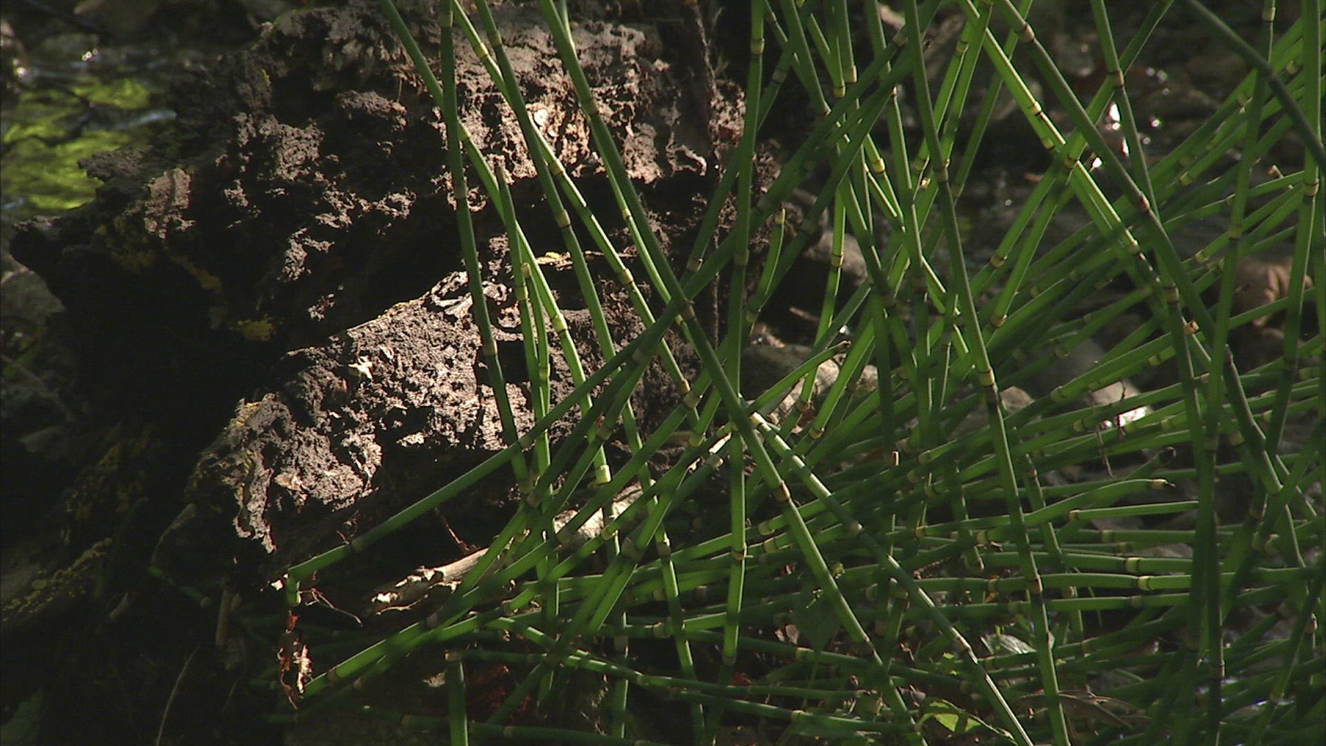 860480620 / Russian Rat Snake / Primorsky Krai / Russia