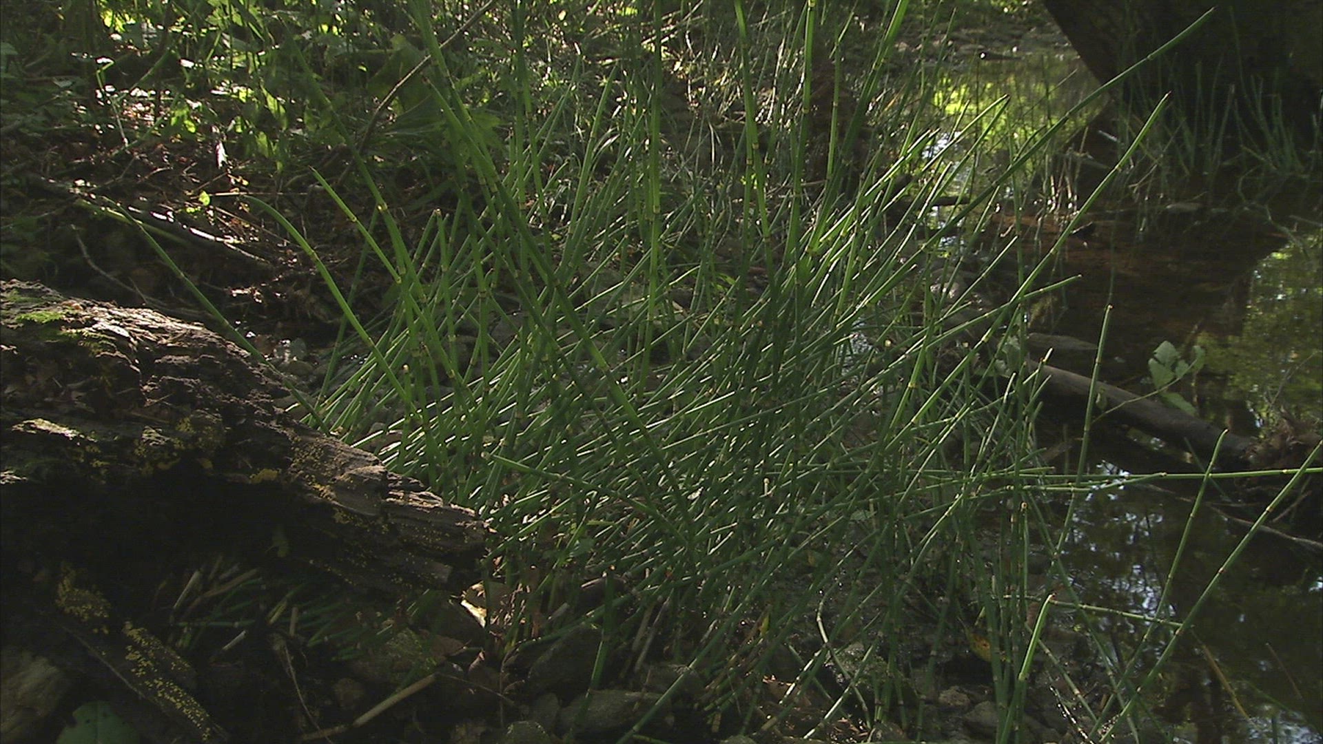 808814684 / Russian Rat Snake / Primorsky Krai / Russia