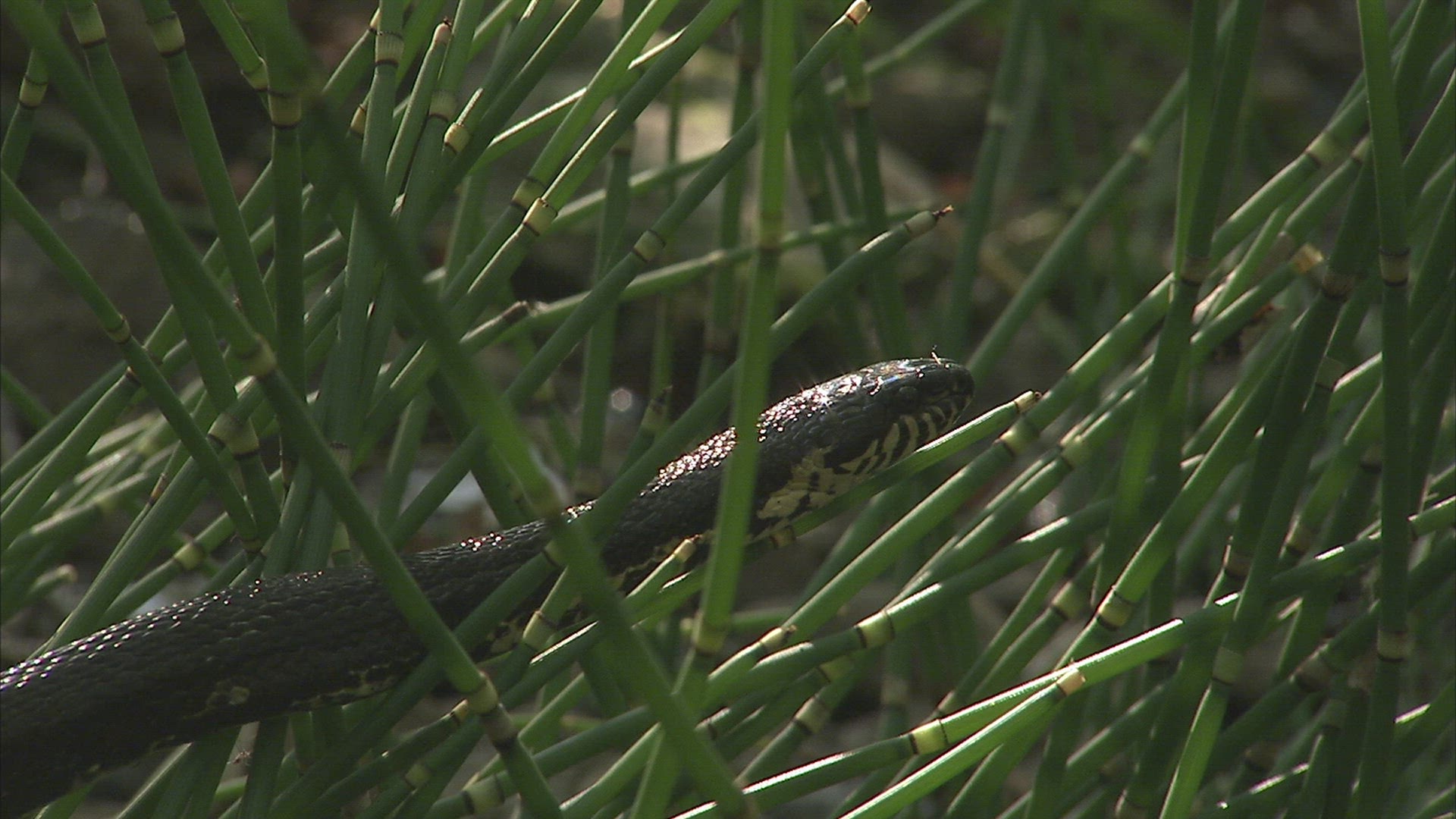 886482904 / Russian Rat Snake / Primorsky Krai / Russia