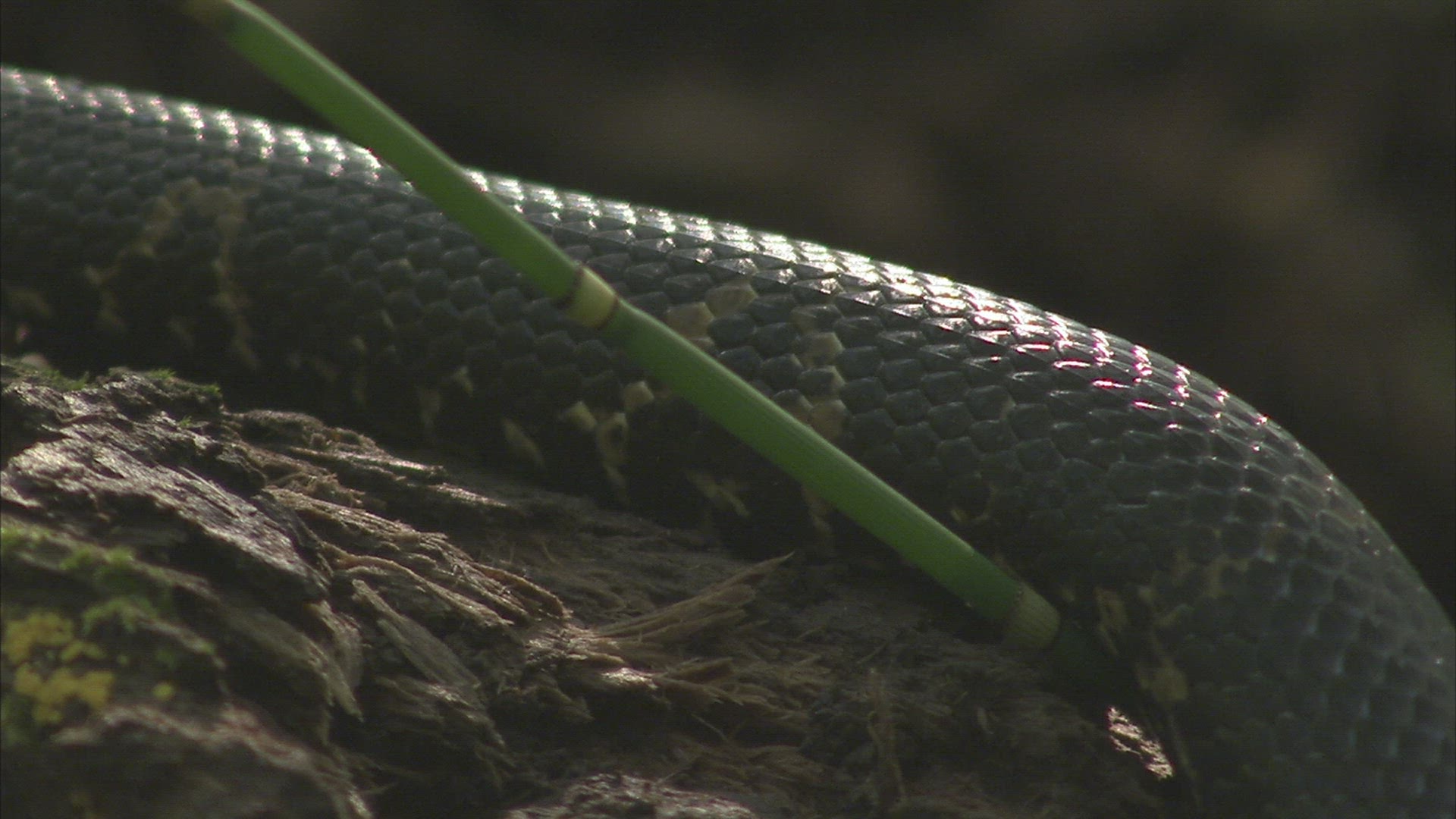 822315364 / Russian Rat Snake / Primorsky Krai / Russia
