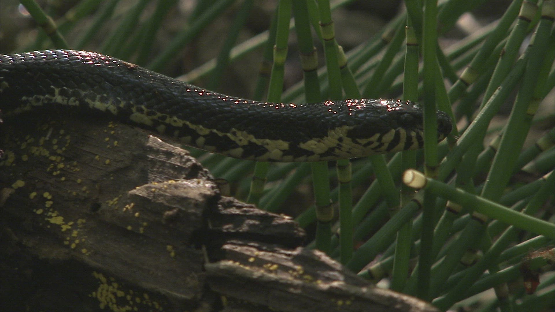 755365224 / Russian Rat Snake / Primorsky Krai / Russia