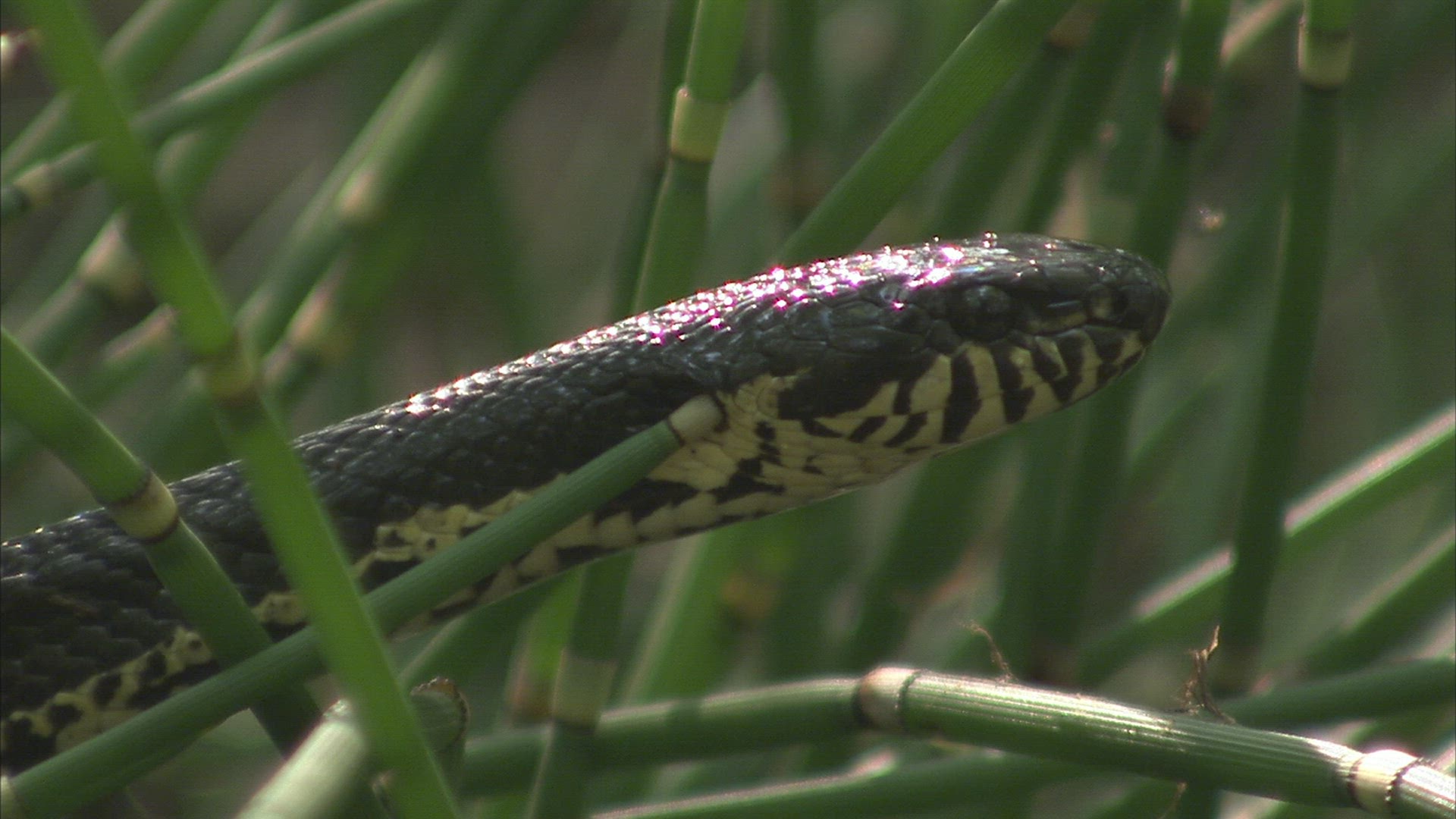 203469018 / Russian Rat Snake / Primorsky Krai / Russia
