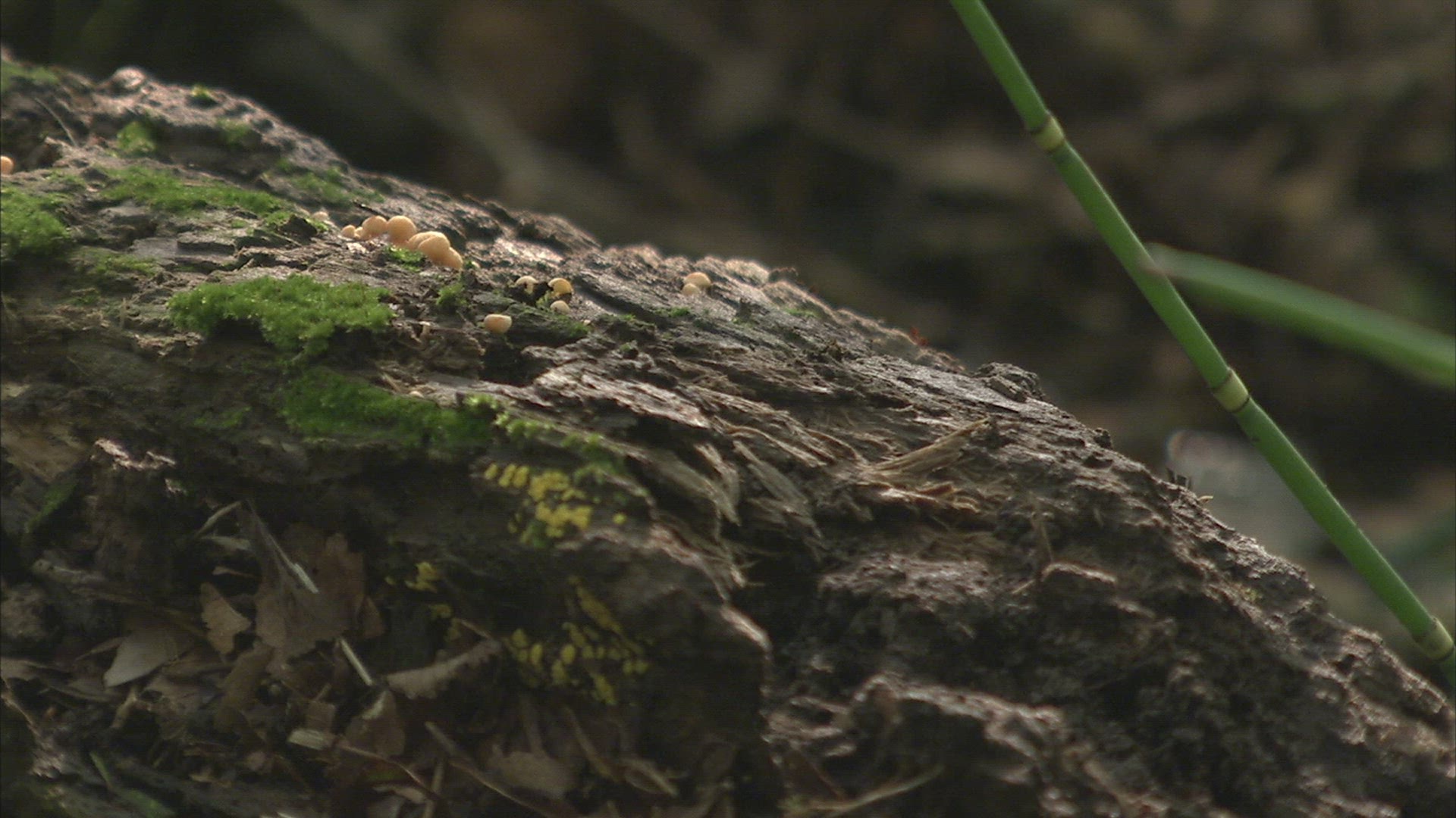 360057441 / Russian Rat Snake / Primorsky Krai / Russia