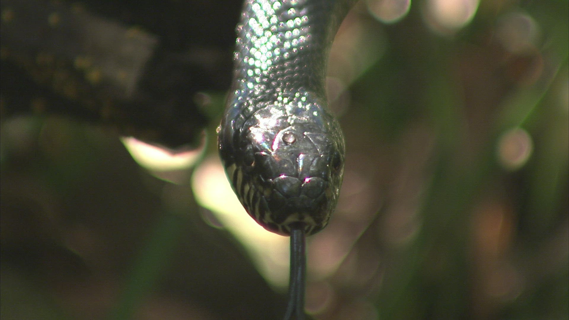 793406926 / Russian Rat Snake / Primorsky Krai / Russia