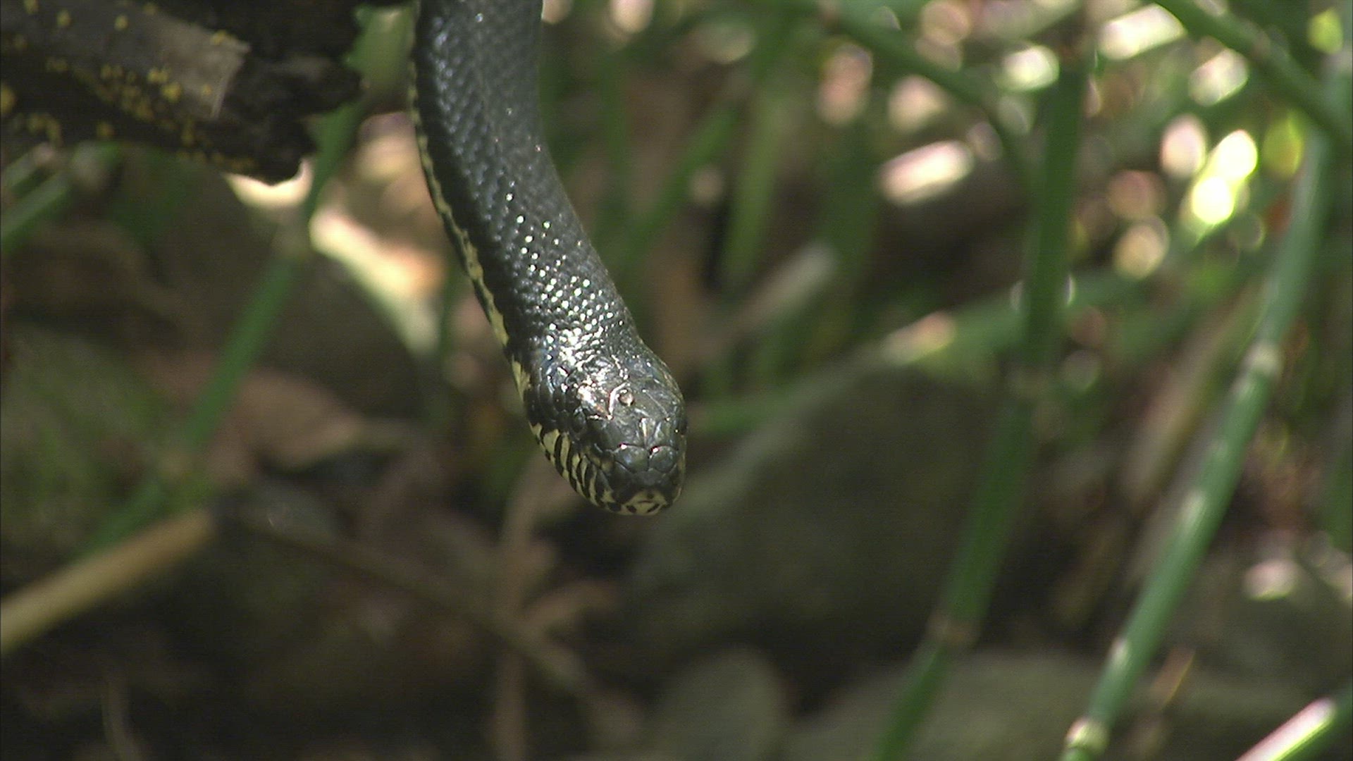 417799788 / Russian Rat Snake / Primorsky Krai / Russia
